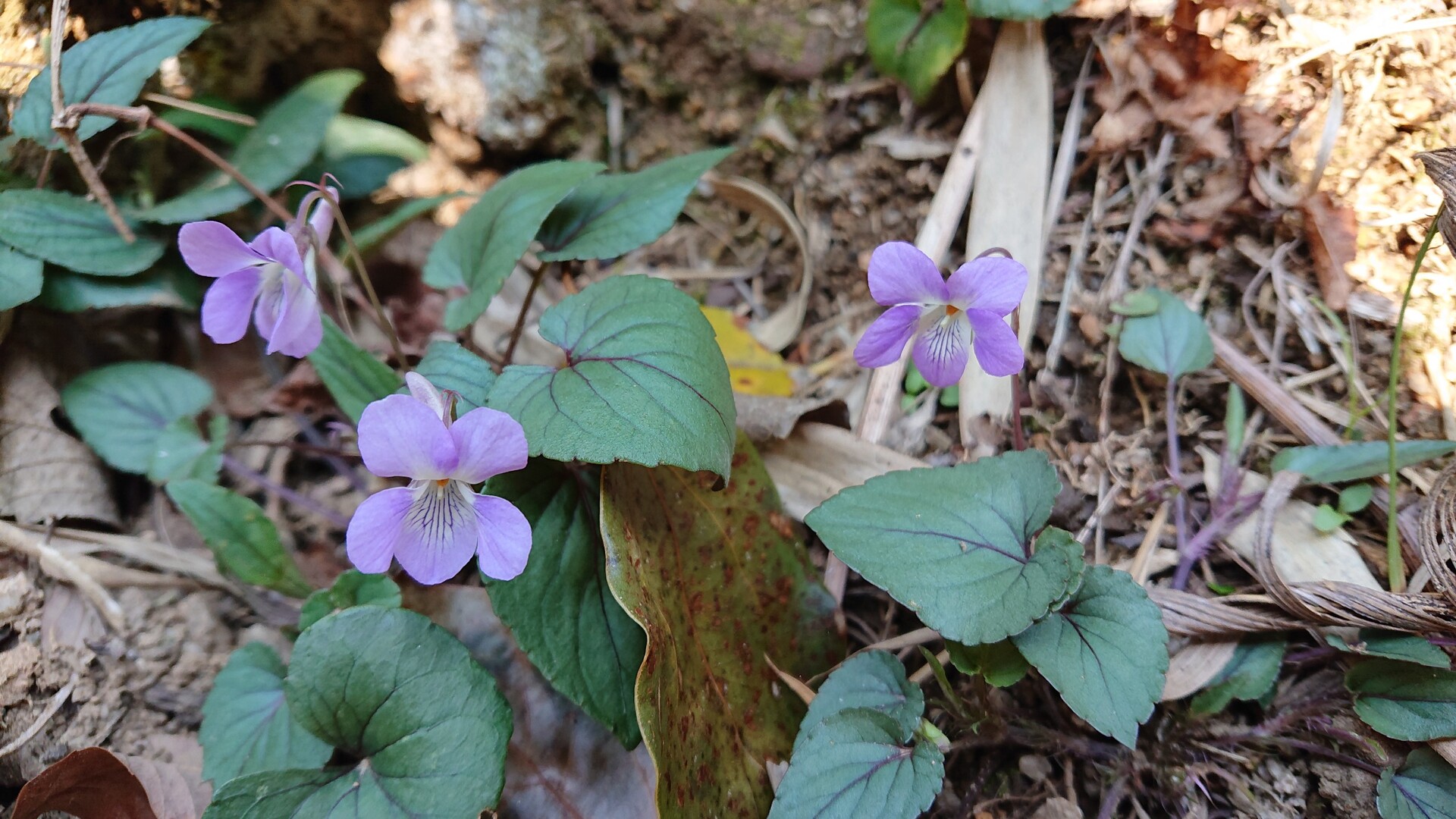 ミモザ咲く 安芸小富士 下高山 似島 咲くsakuさんの広島市の活動日記 Yamap ヤマップ