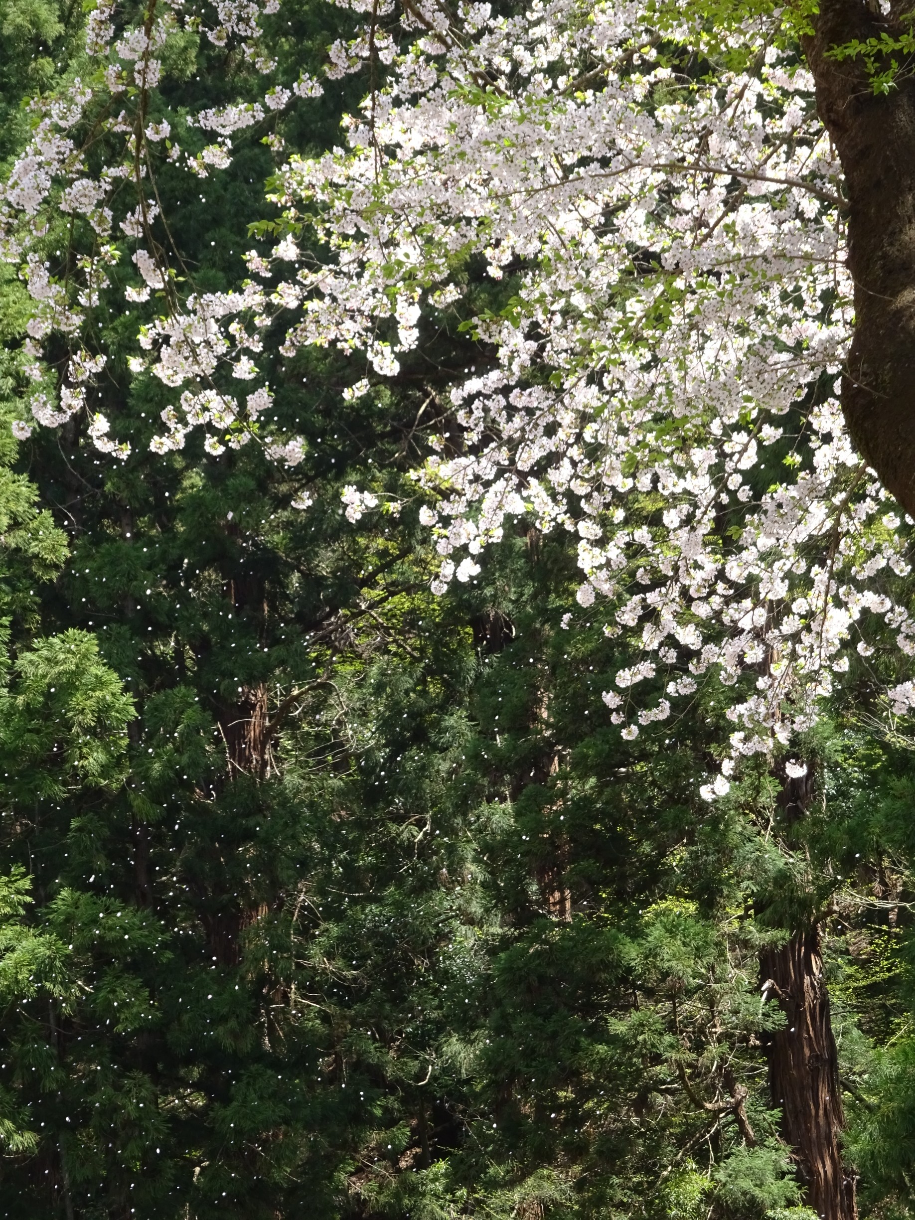 舞え 桜よ プリキュア サクラ トルビュランス でかたるさんの甑岳 楯山の活動データ Yamap ヤマップ