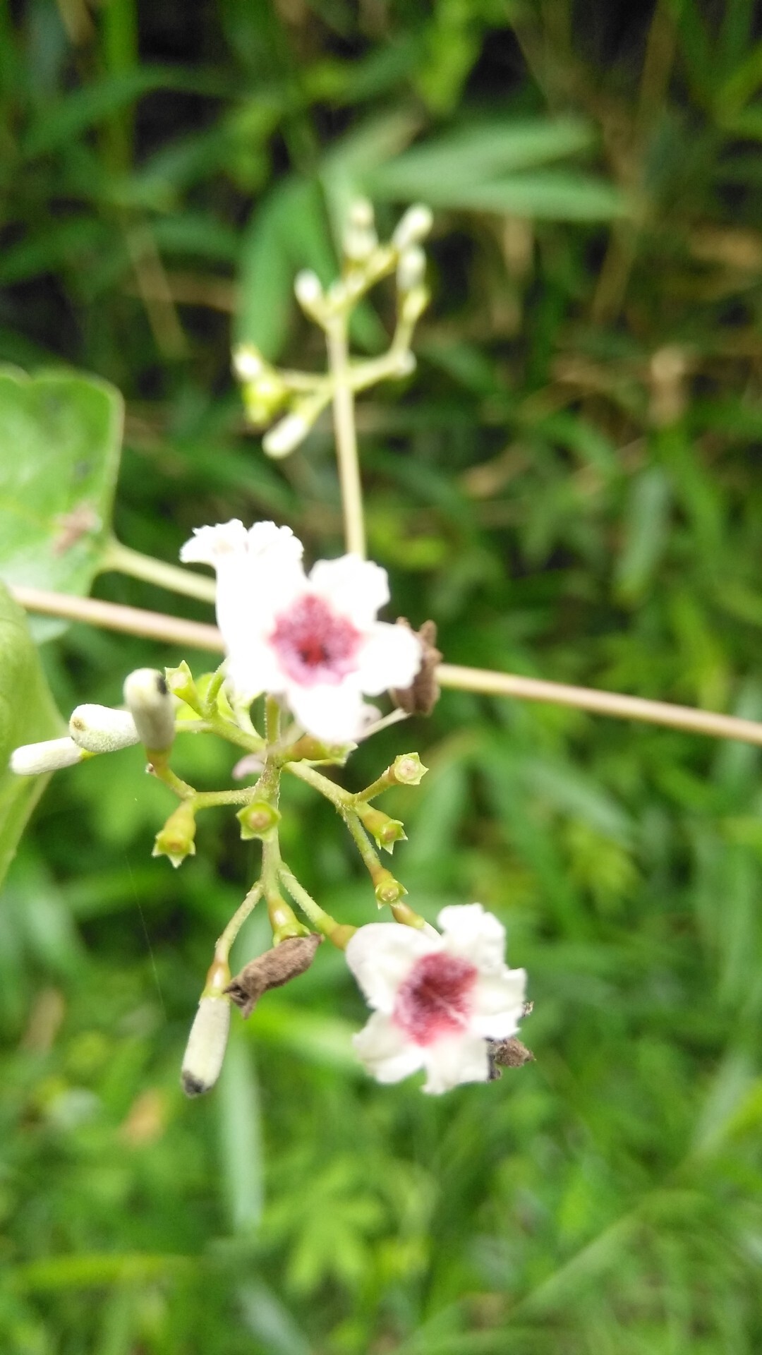関の山で花探し 芳子さんの関の山の活動日記 Yamap ヤマップ