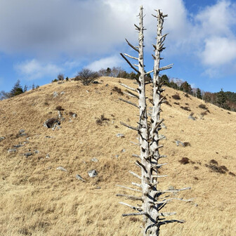 オブジェのような枯れ木