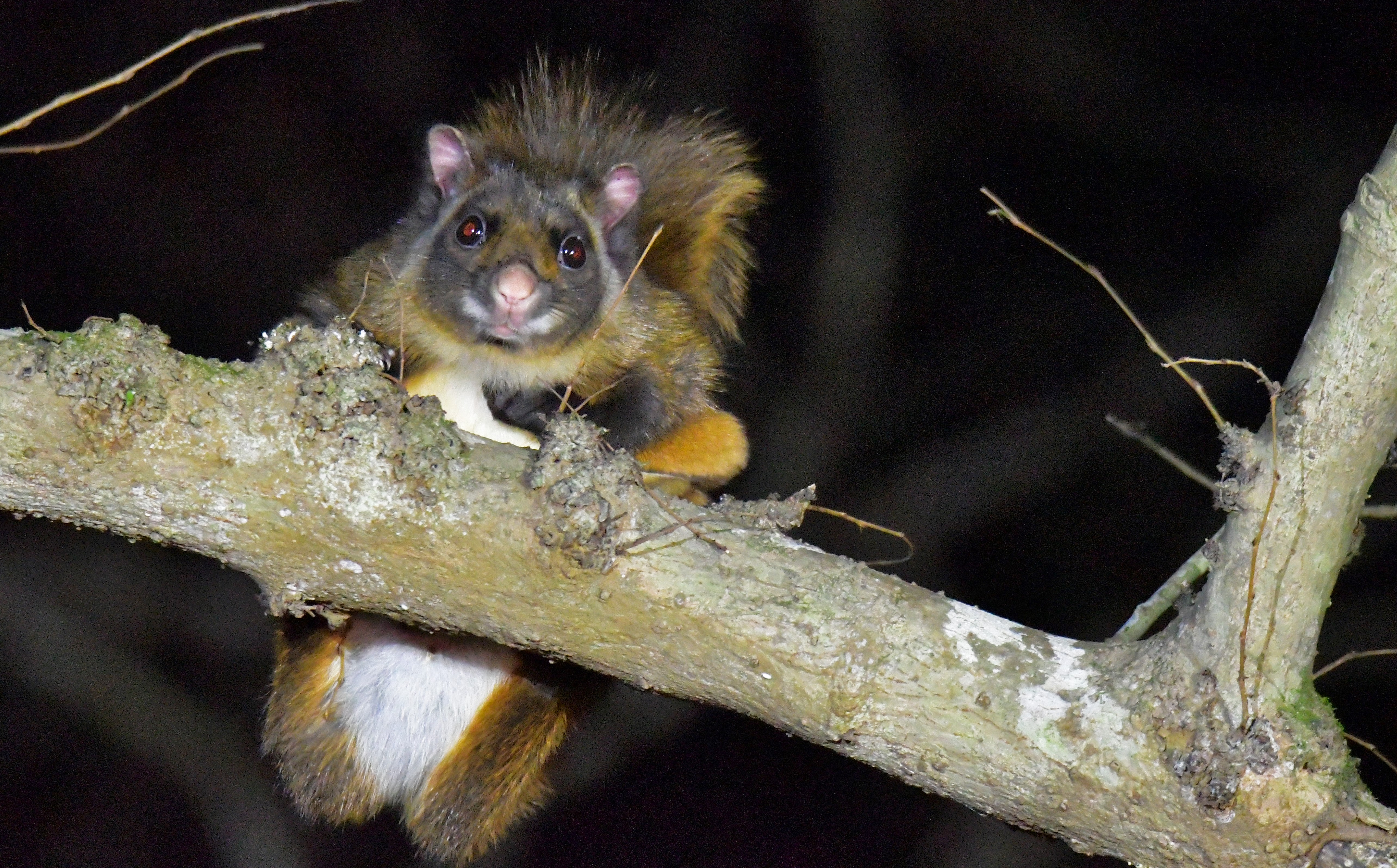 久々ムサップ ハイイロオウチュウ ゴマさんのウォーキングの活動データ Yamap ヤマップ