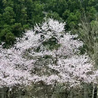 向こうの桜も満開です。