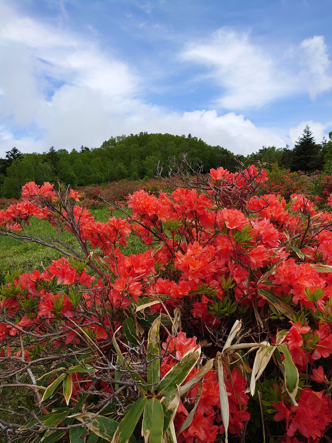五味池破風高原自然園から破風岳へ ヒロさんの破風岳 土鍋山の活動データ Yamap ヤマップ