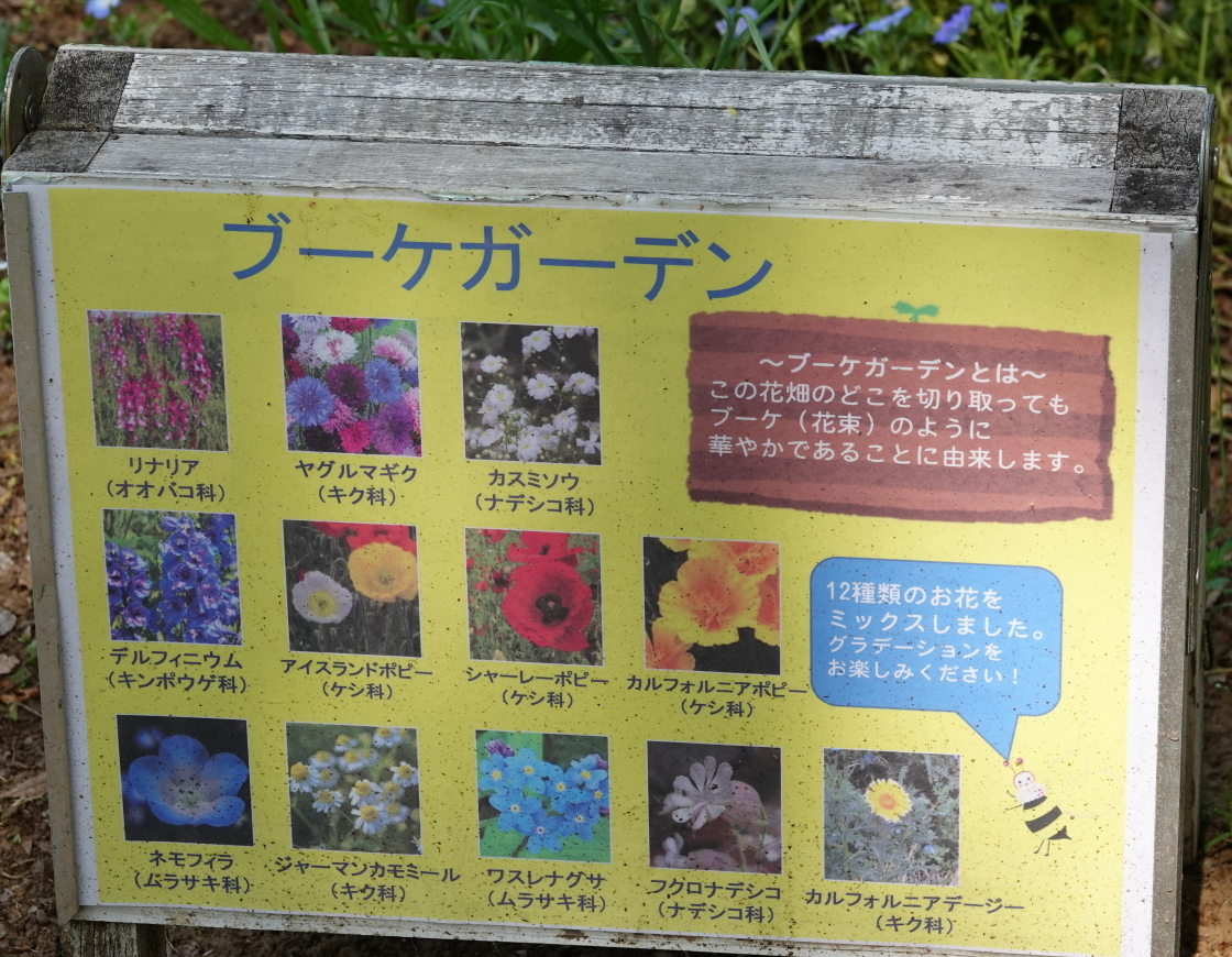 昭和記念公園のネモフィラとポピー アキチャン1491さんの国分寺市の活動日記 Yamap ヤマップ