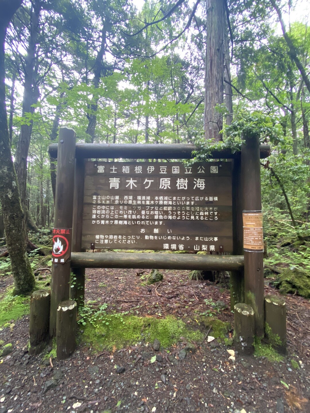 青木ヶ原樹海トレッキング 06 14 はらけんさんの節刀ヶ岳 破風山 足和田山の活動データ Yamap ヤマップ