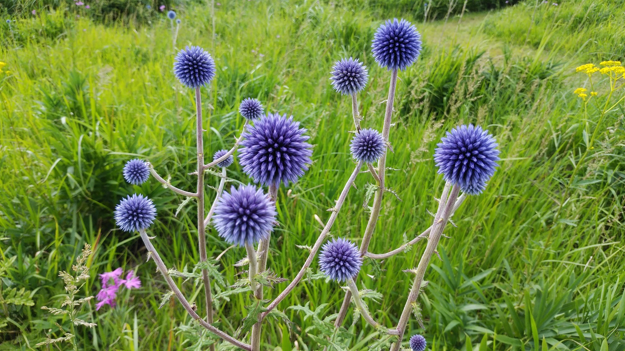ヒゴタイ公園 青と白のボンボン Tomoさんの草原の村 うぶやまトレッキング ヒゴタイ公園と山野草コースの活動日記 Yamap ヤマップ