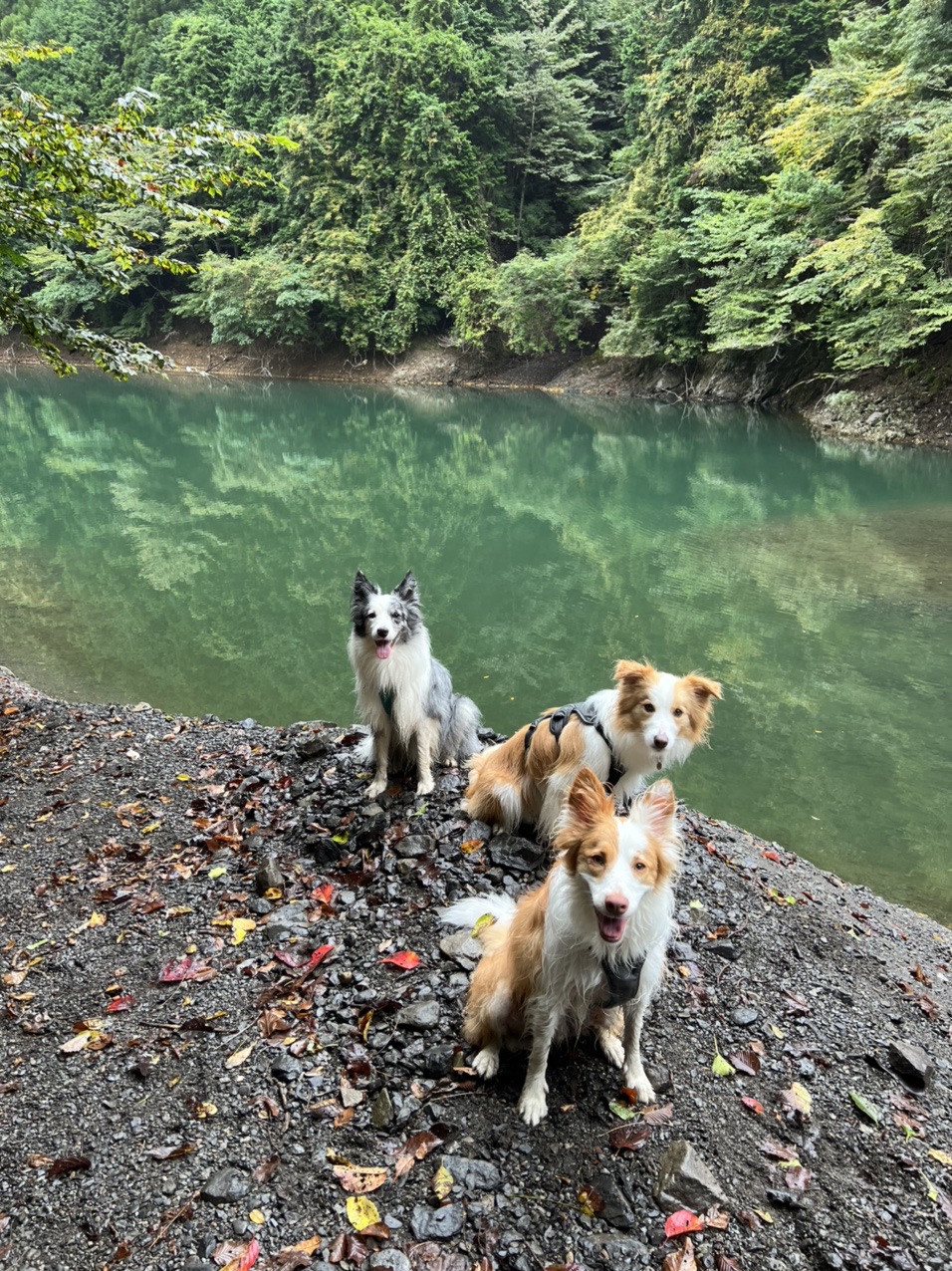 奥多摩いこいの路と麦山の浮橋 Inudogさんの三頭山 槇寄山 土俵岳の活動データ Yamap ヤマップ