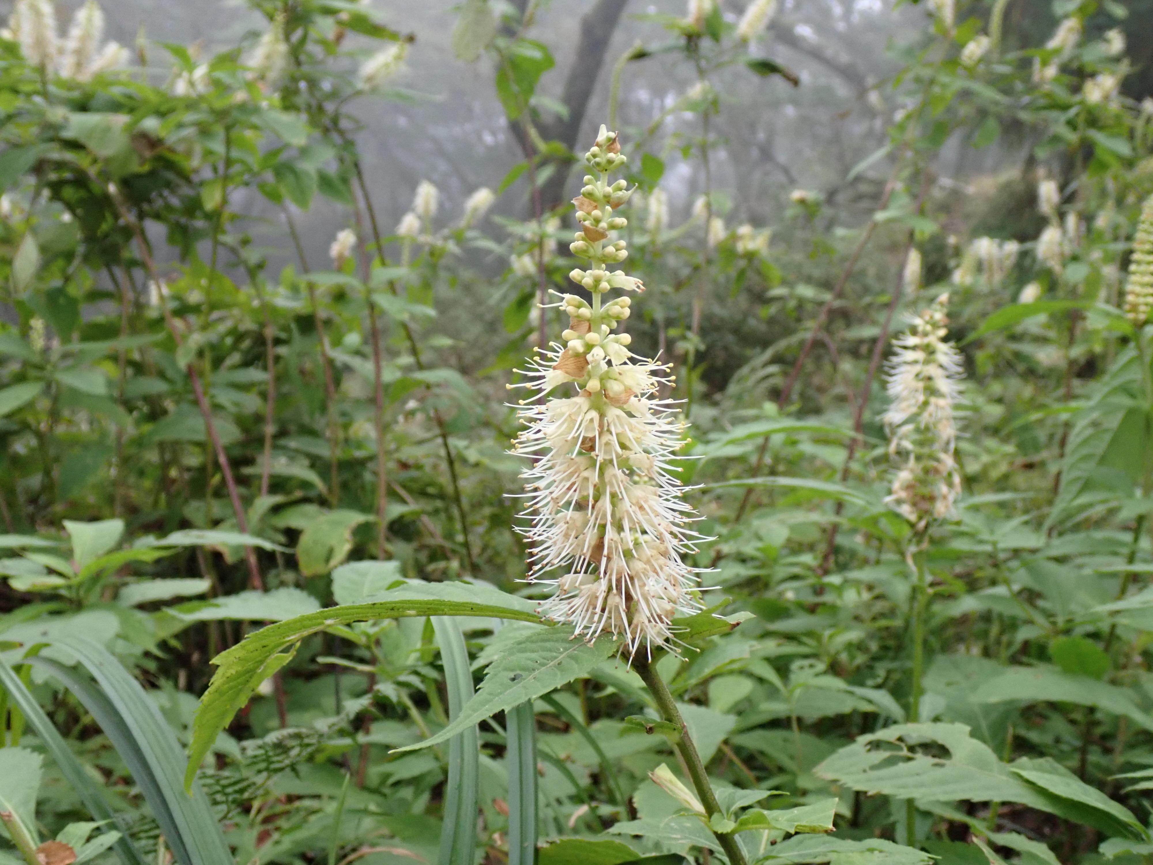 蓬莱山（滋賀） | YAMAP / ヤマップ
