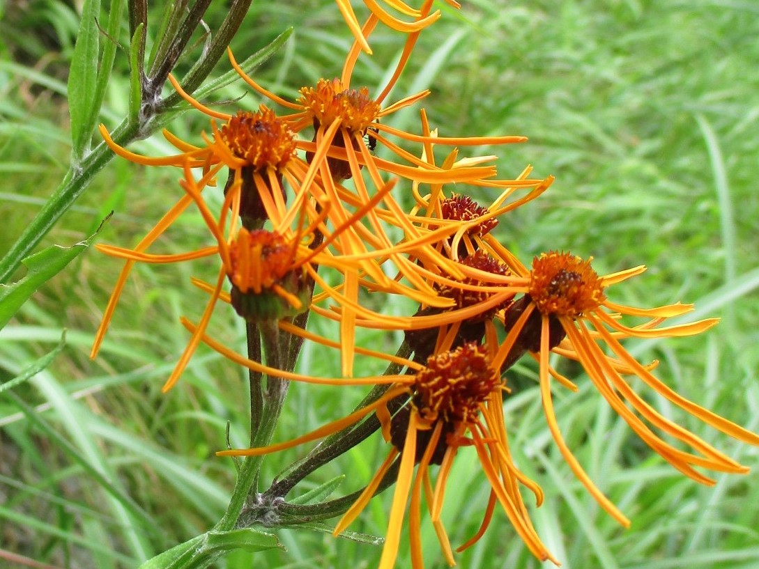コウリンカの大菩薩嶺 Ikuさんの大菩薩嶺 鶏冠山 大マテイ山の活動日記 Yamap ヤマップ