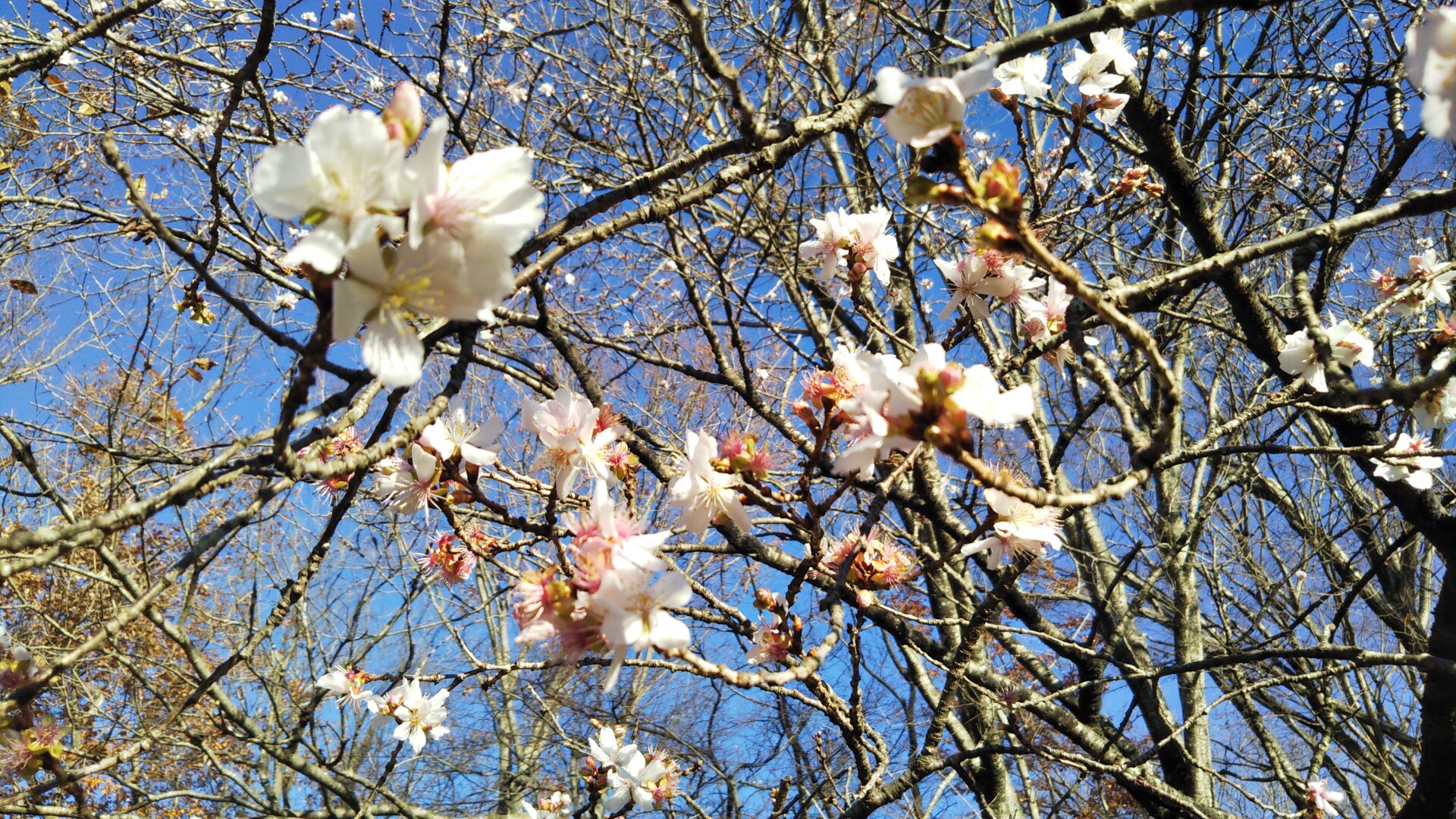 三神峯公園の冬桜に会って来まし かくチャンさんの仙台市の活動データ Yamap ヤマップ