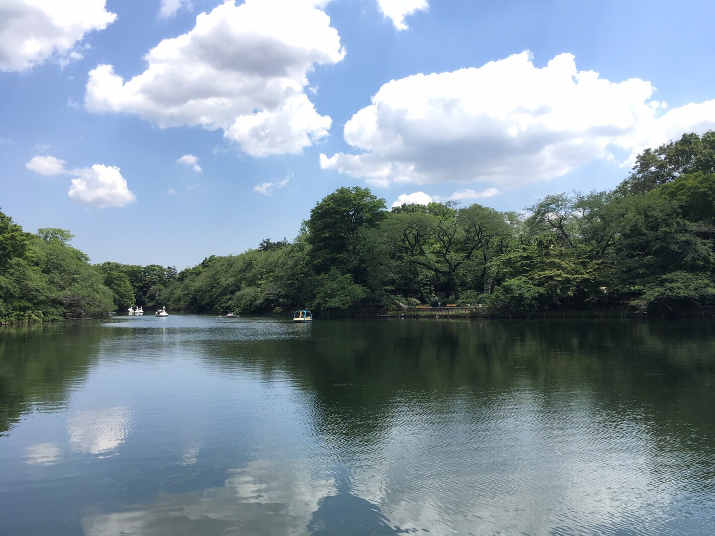 愛しの吉祥寺 玉川上水 井の頭恩師公園西園 井の頭恩師公園 井の頭自然文化園 ランウォーク 19 05 17 とちお山さんの東京都23区 西エリアの活動日記 Yamap ヤマップ