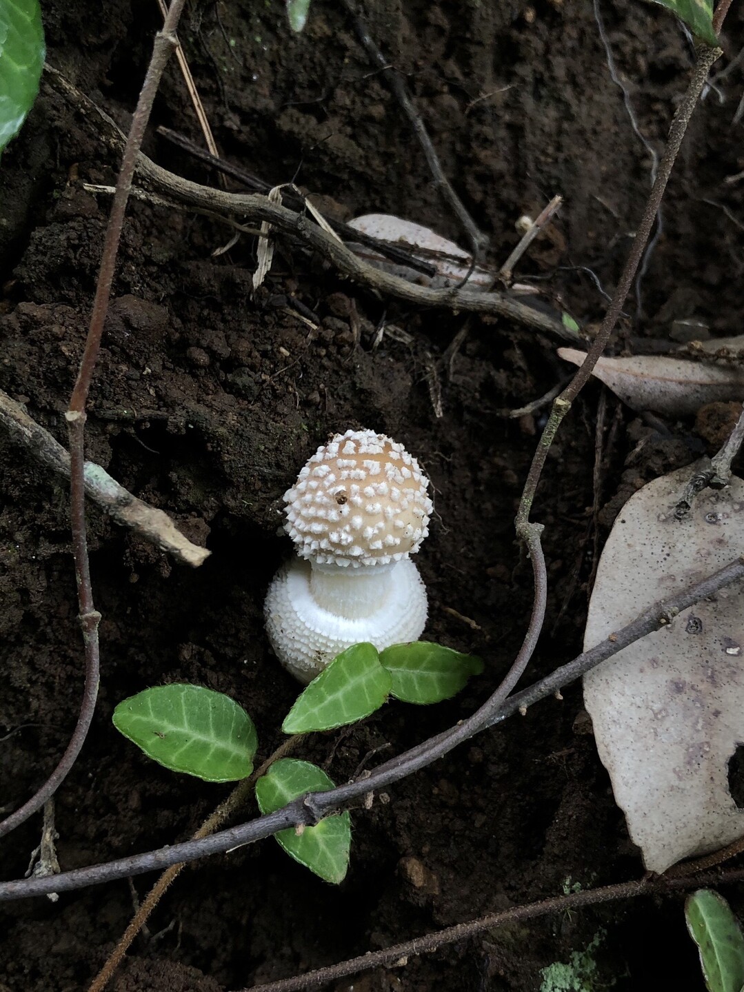 続 曽我丘陵でキノコざくざく ぱやさんの不動山 浅間山 曽我山の活動日記 Yamap ヤマップ