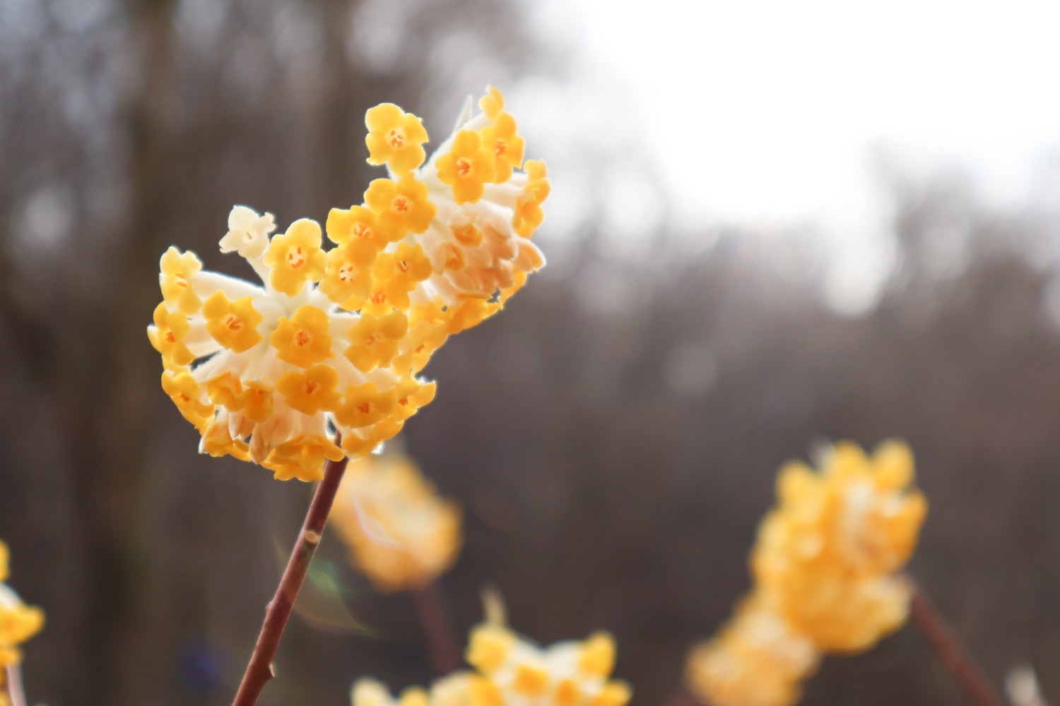屋敷山ミツマタ群生地 まだつぼみもあり ねこ花さんのモーメント Yamap ヤマップ
