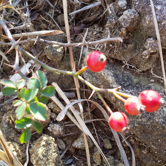 すわり花🍀