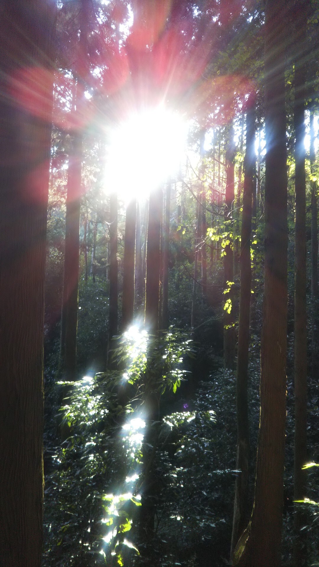 小町山 鬼越山 キングママさんの宝篋山 富岡山の活動日記 Yamap ヤマップ