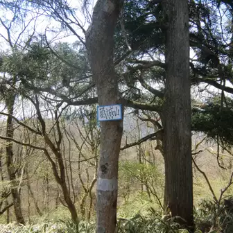 和泉葛城山の頂上です。といっても神社のかたわらの木に標識がひっそりと付けられているだけです。