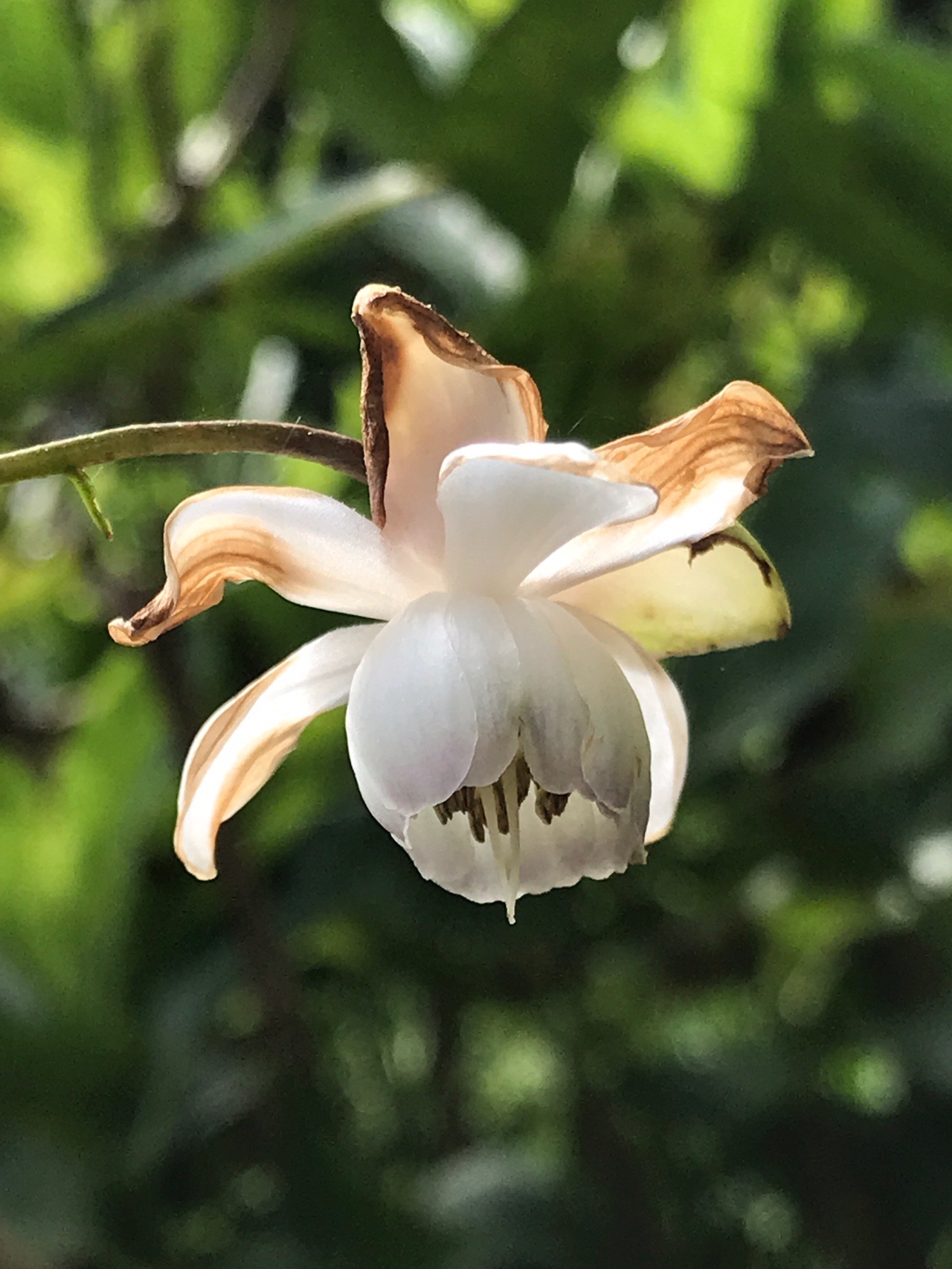 レンゲショウマを求めて 花の文化園 へ Otaksaさんのウォーキングの活動データ Yamap ヤマップ