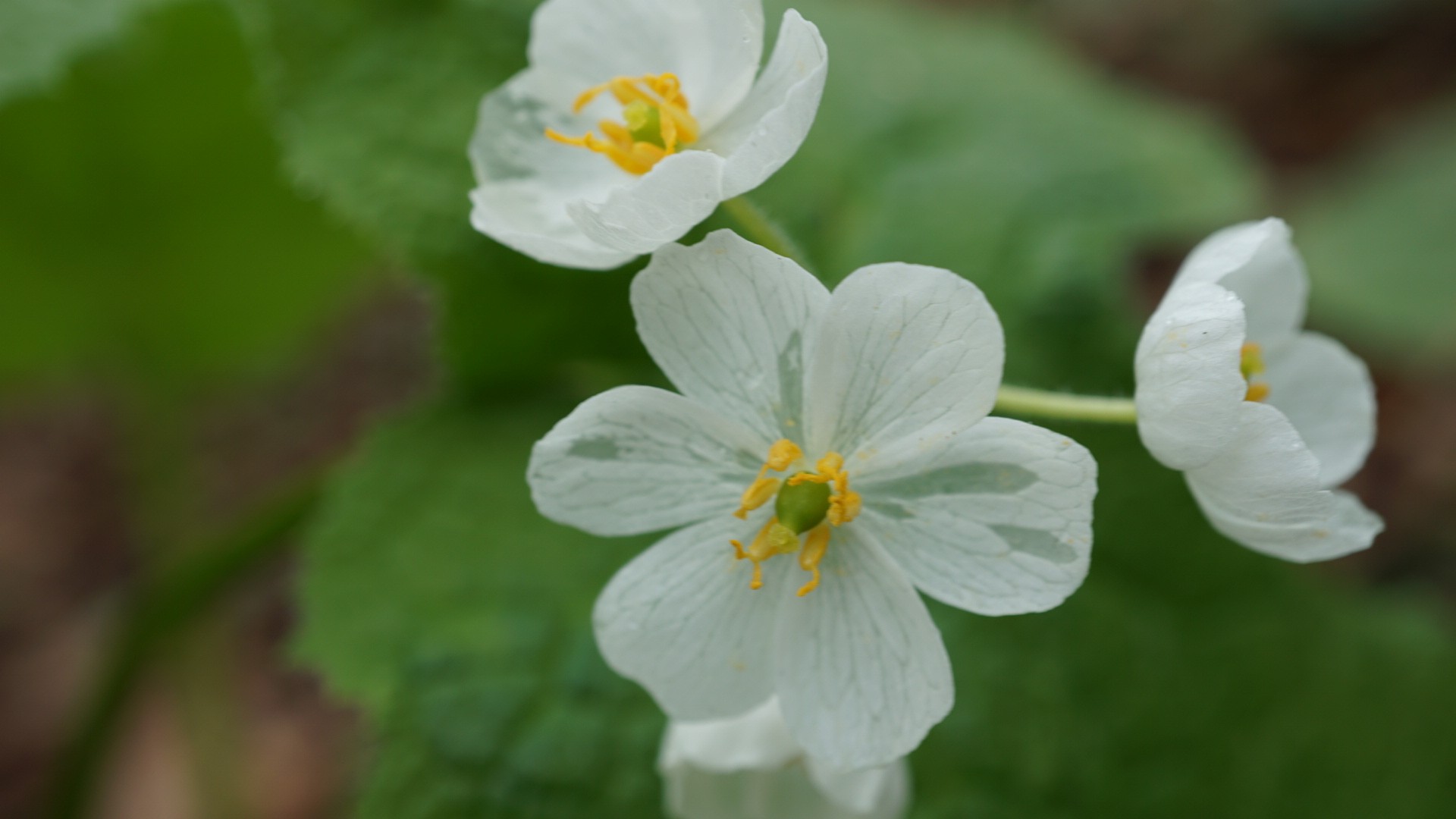透明なサンカヨウどこ 平庭岳 かよーん さんの安家森の活動データ Yamap ヤマップ