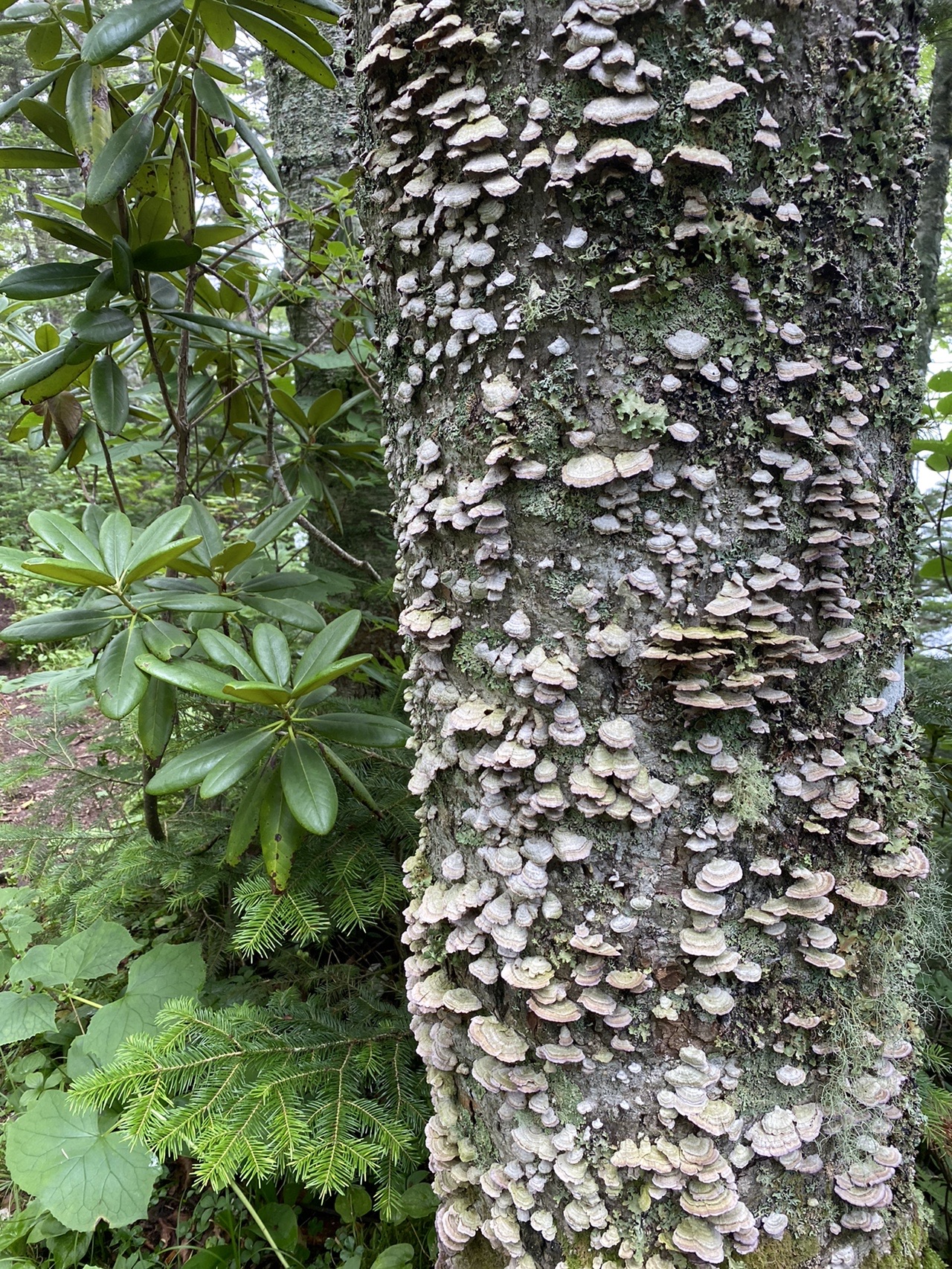真っ白の白雲山 ままぼんさんの白雲山の活動日記 Yamap ヤマップ