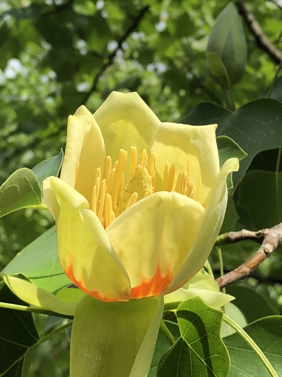 ユリノキの花 あづま総合運動公園にある Ymatさんのモーメント Yamap ヤマップ