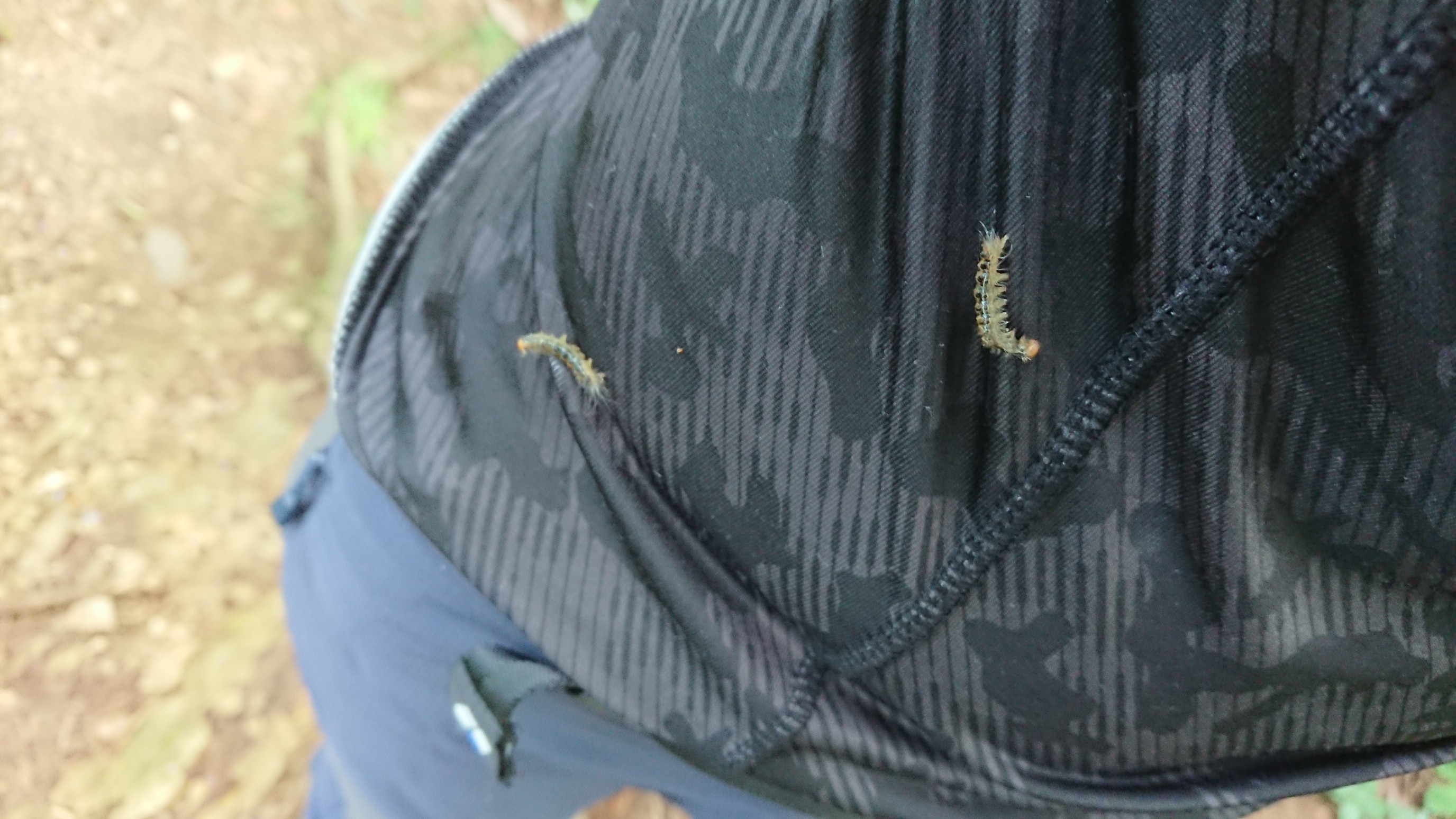 木六山・銀次郎山 チャドクガのドリブル攻撃
反対側にもう一匹