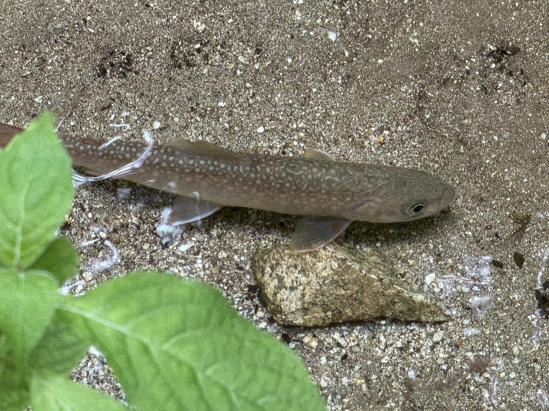 ［貴重絶版］葛城の峰と修験の道/中野榮治　4-B-9297 貴重絶版］葛城の峰と修験の道/中野榮治 4-B-9297 - メルカリ