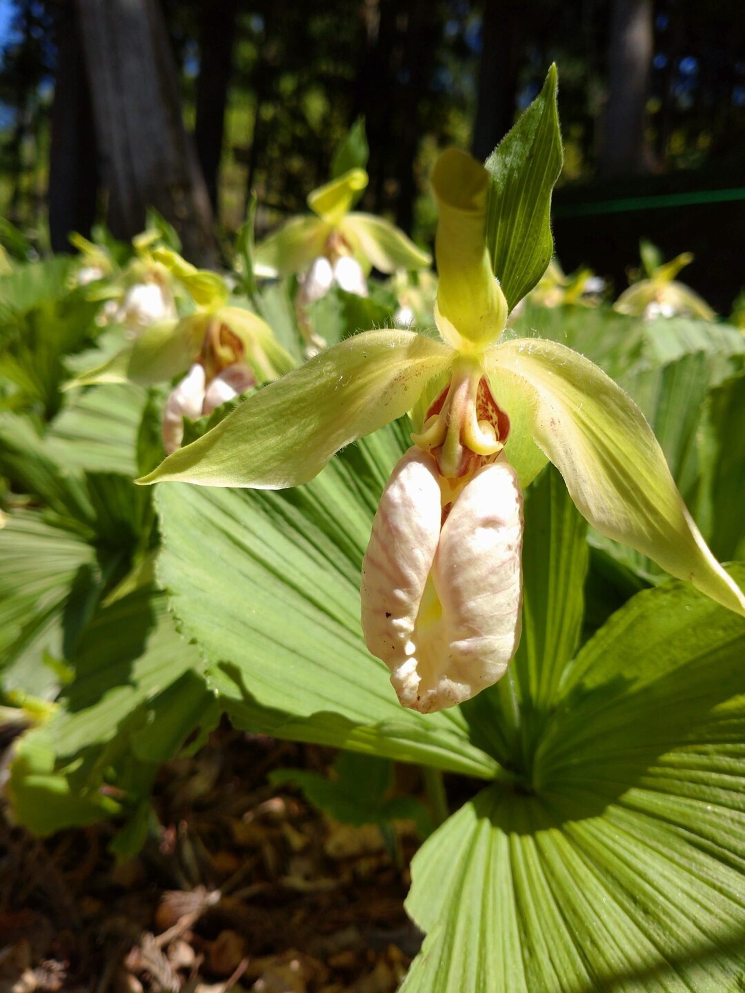 一番の贈り物 クマガイソウ黄色 花 - thehottubco.net