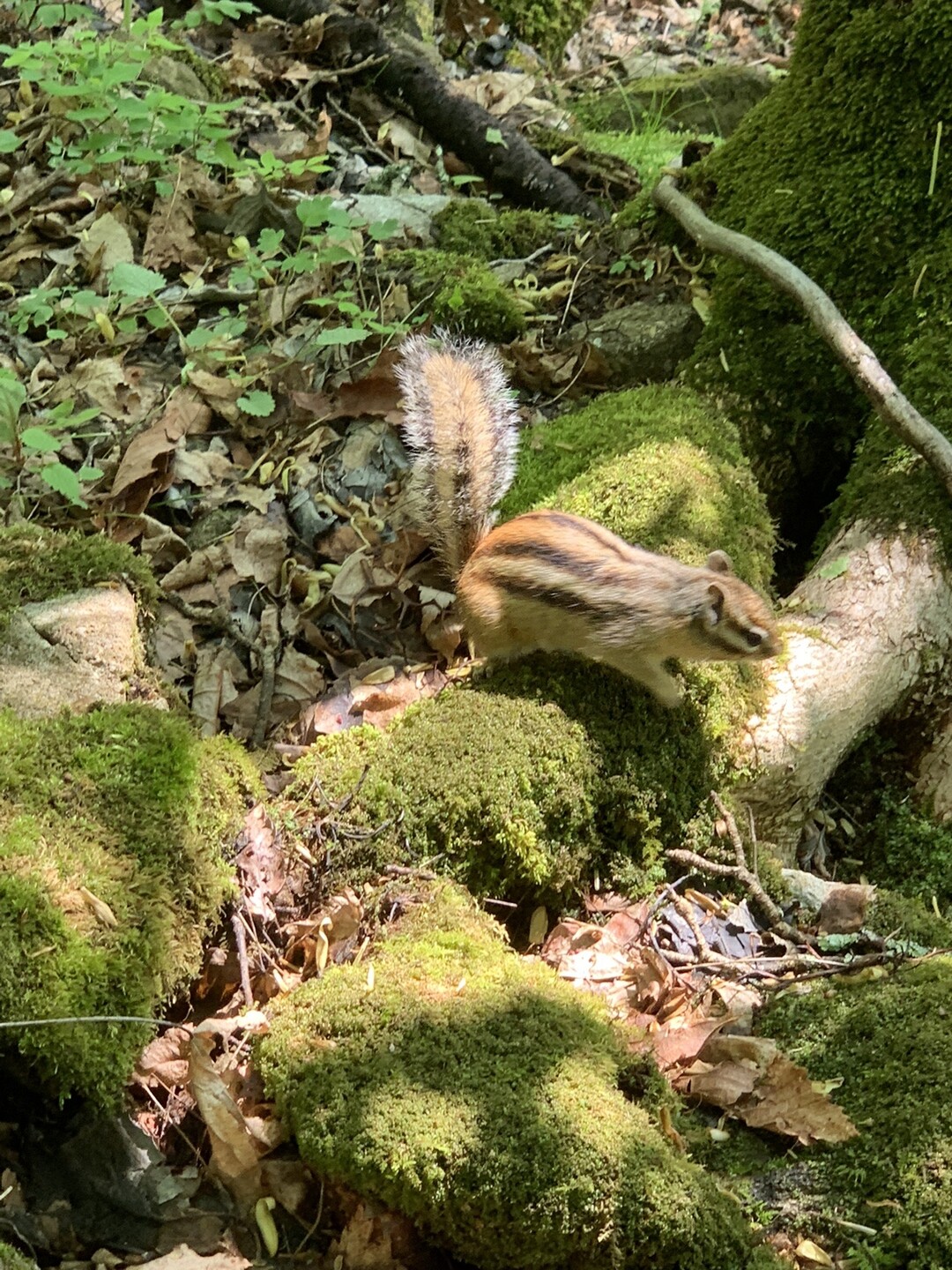 前鉢伏山 リスの森 牛伏川フランス式階段工 Mikiさんの鉢伏山 高ボッチ山 三峰山の活動データ Yamap ヤマップ