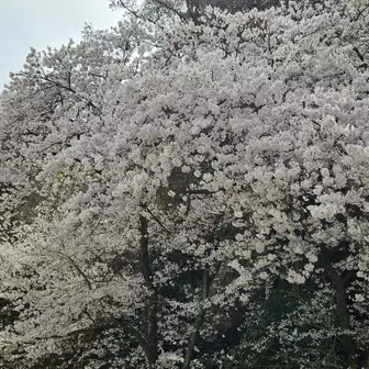 石清水八幡宮界隈。
桜満開🌸🌸🌸。