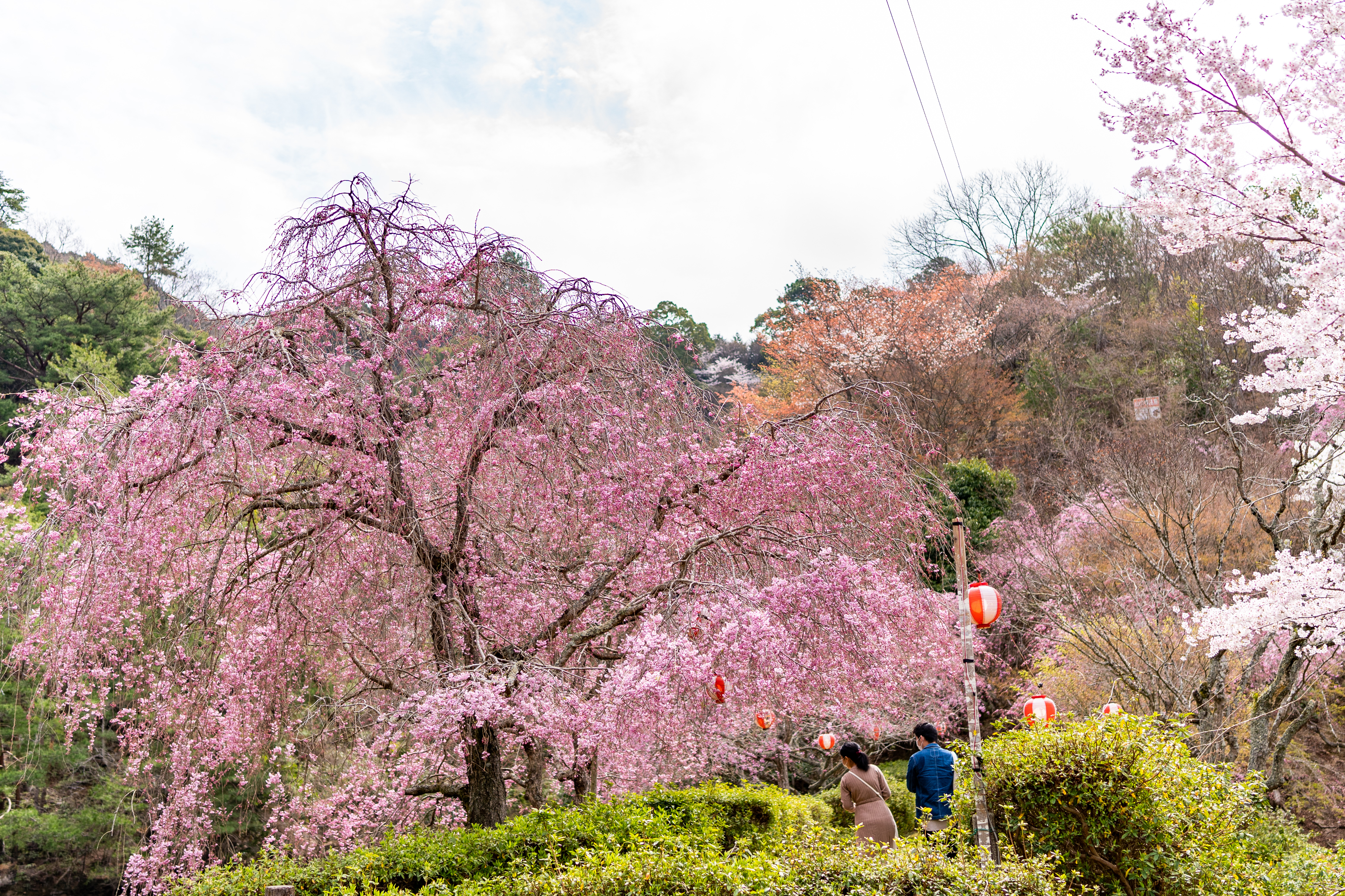 メンバー用 岩石山 桜花見登山計画用のルートです ちかさんの岩石山 岩石城 の活動データ Yamap ヤマップ