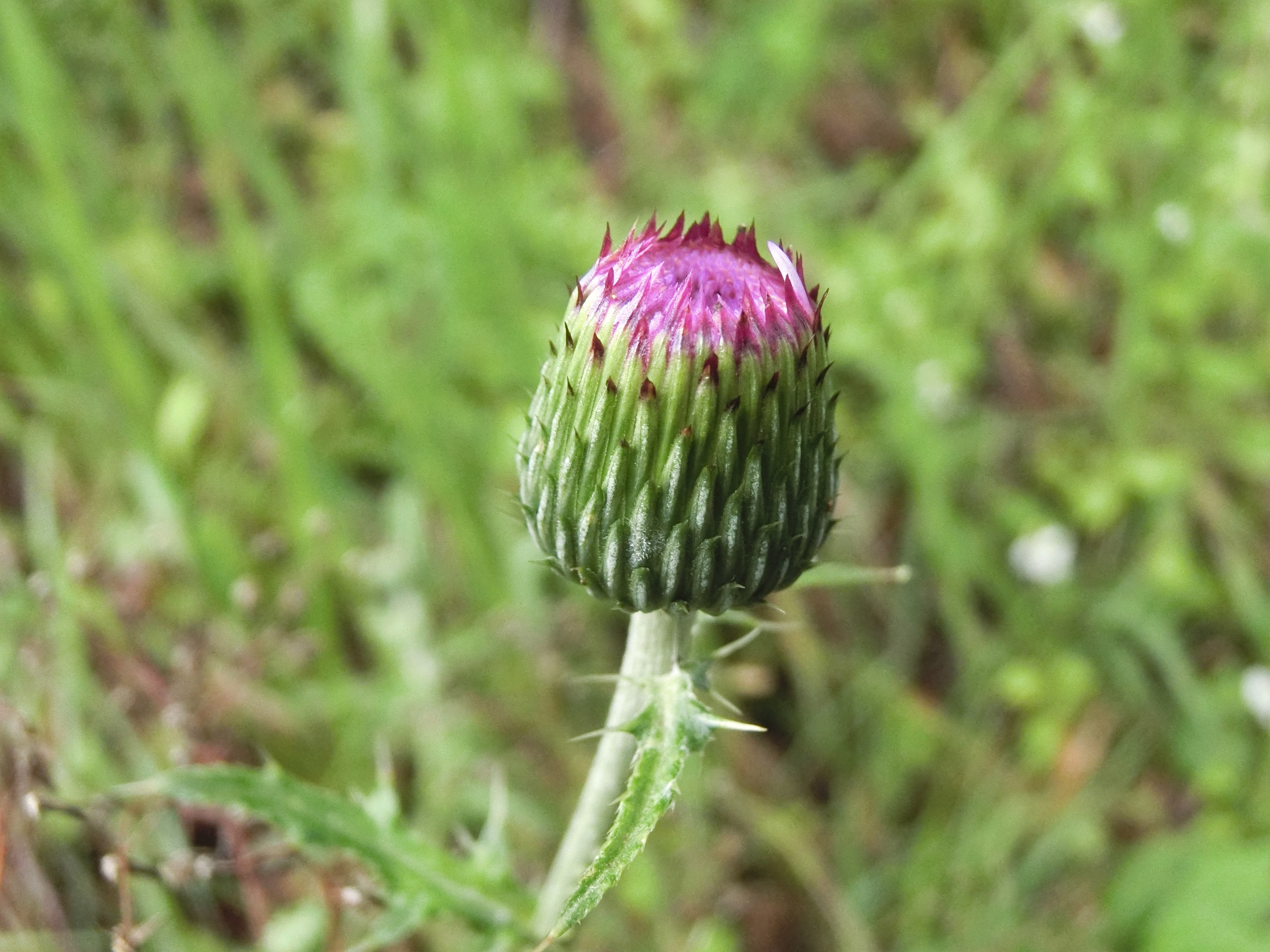 ササユリやらアザミやら雨上がりの遥照山 Zakkamanさんの遙照山の活動データ Yamap ヤマップ
