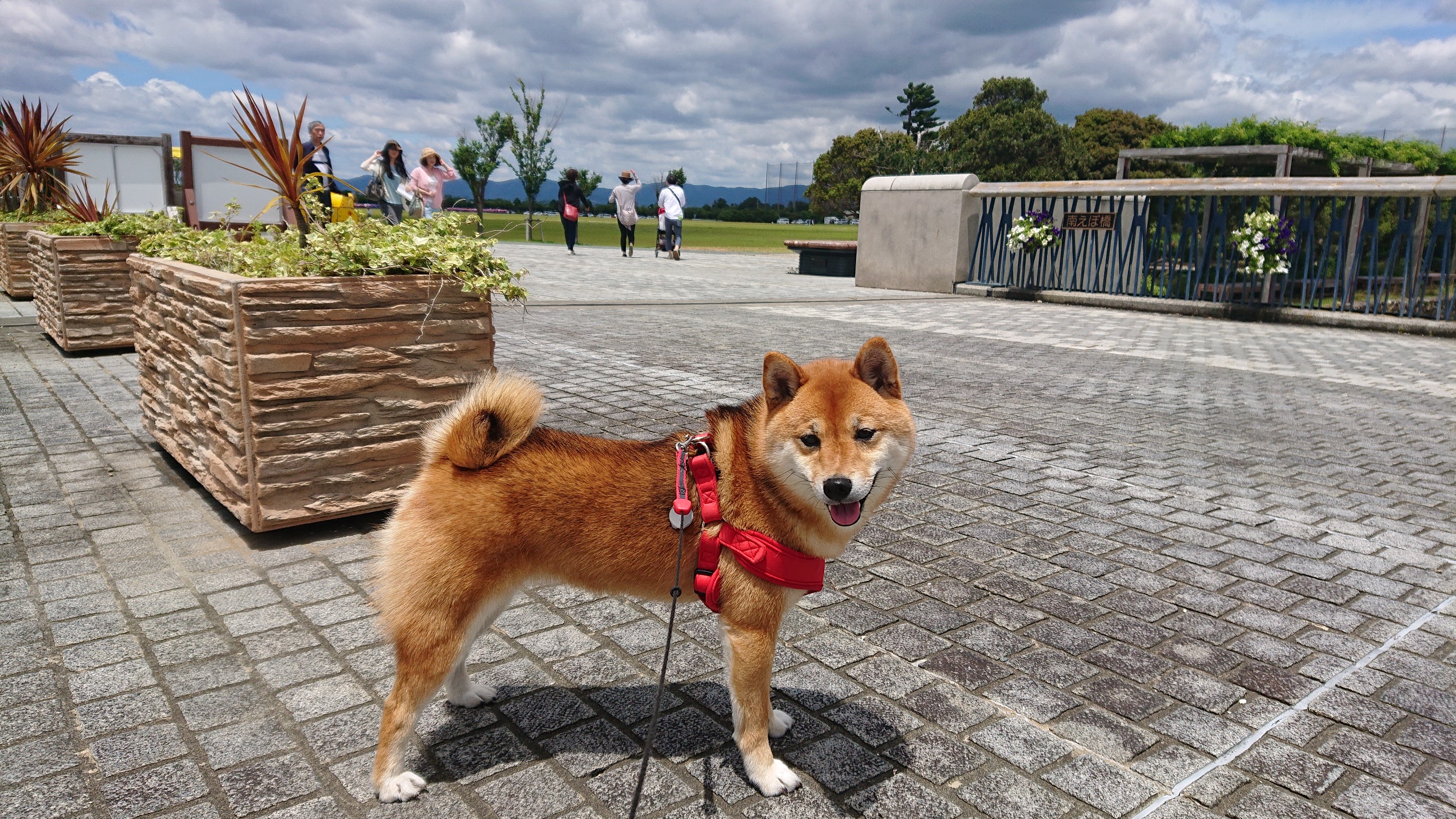 豆柴ココ と浜松湖ガーデンパークへ 千明さんの浜松市 中区 東区 南区 西区 の活動日記 Yamap ヤマップ