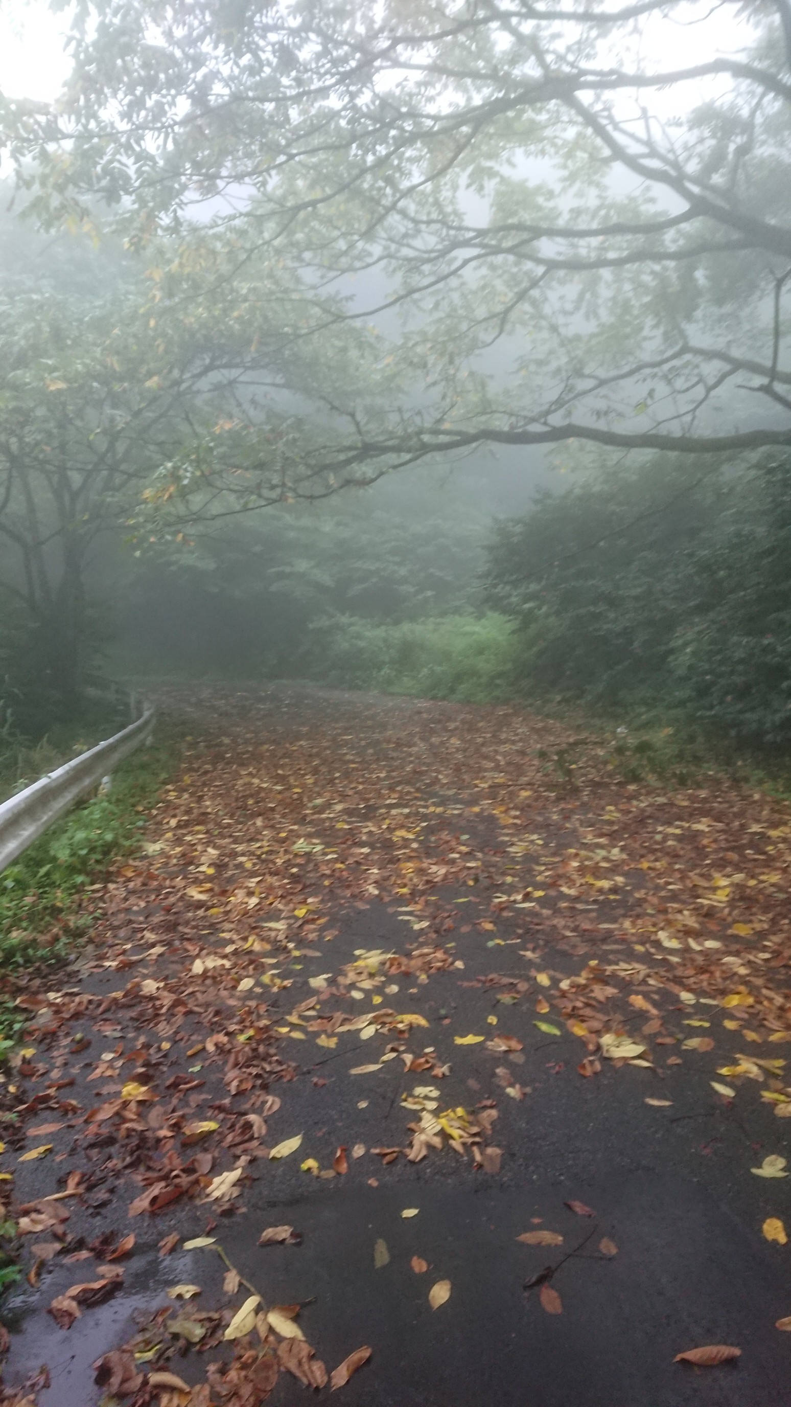 木六山・銀次郎山 もう落葉