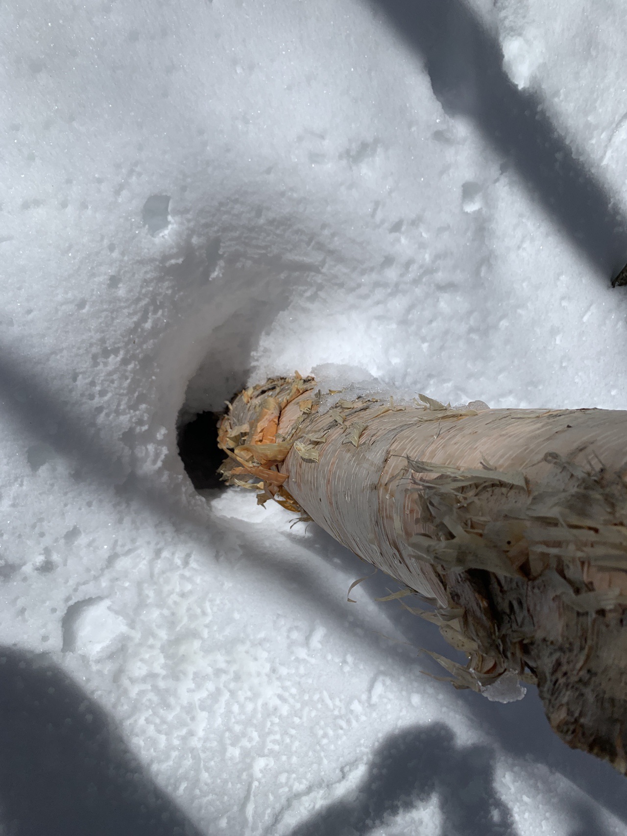 長野県朝日村の烏帽子岳 あめさんの鉢盛山の活動日記 Yamap ヤマップ