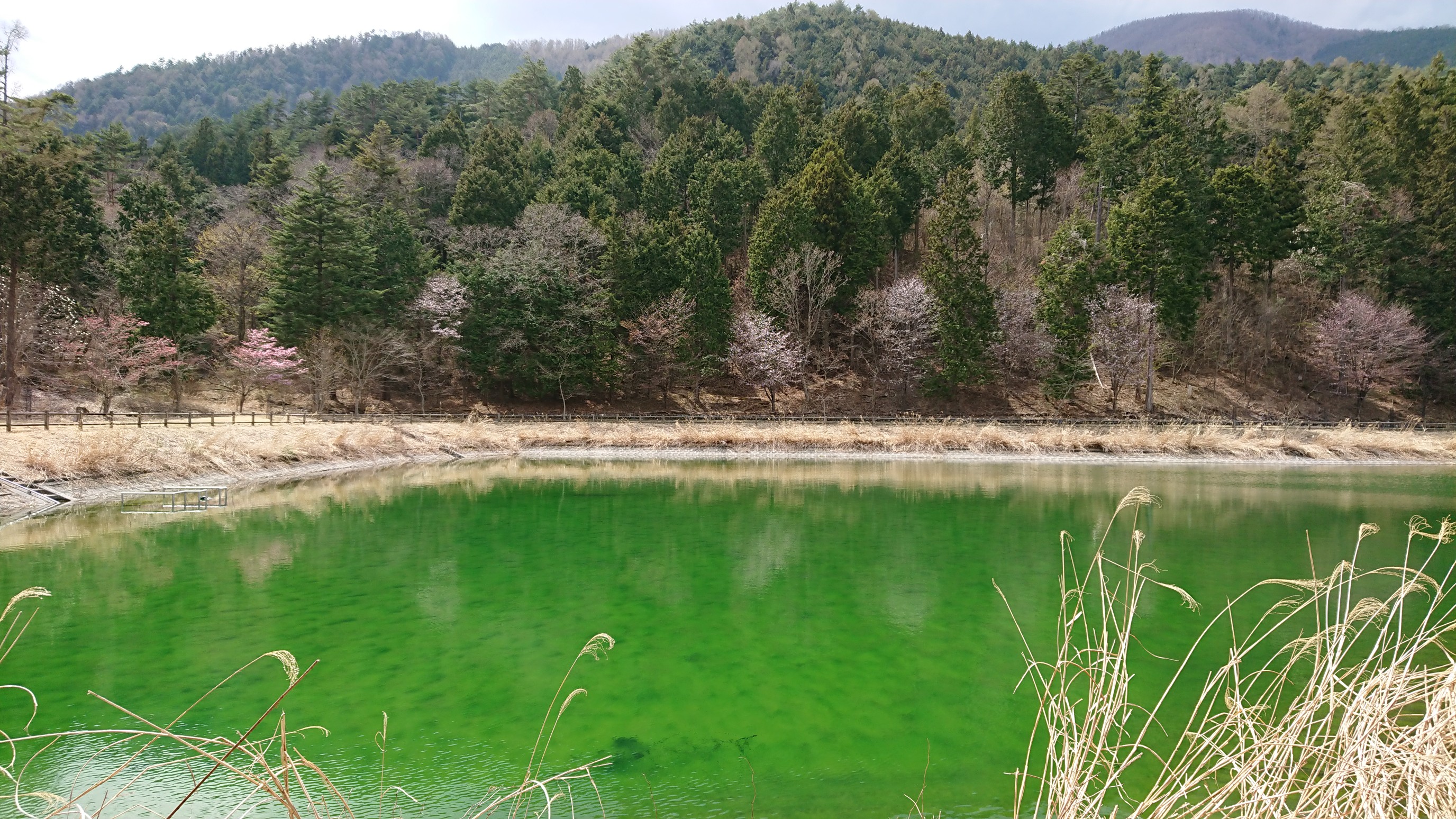 城山 南伊奈ヶ湖 桜池 Mt 8ninさんの櫛形山 山梨県 裸山 唐松岳の活動データ Yamap ヤマップ