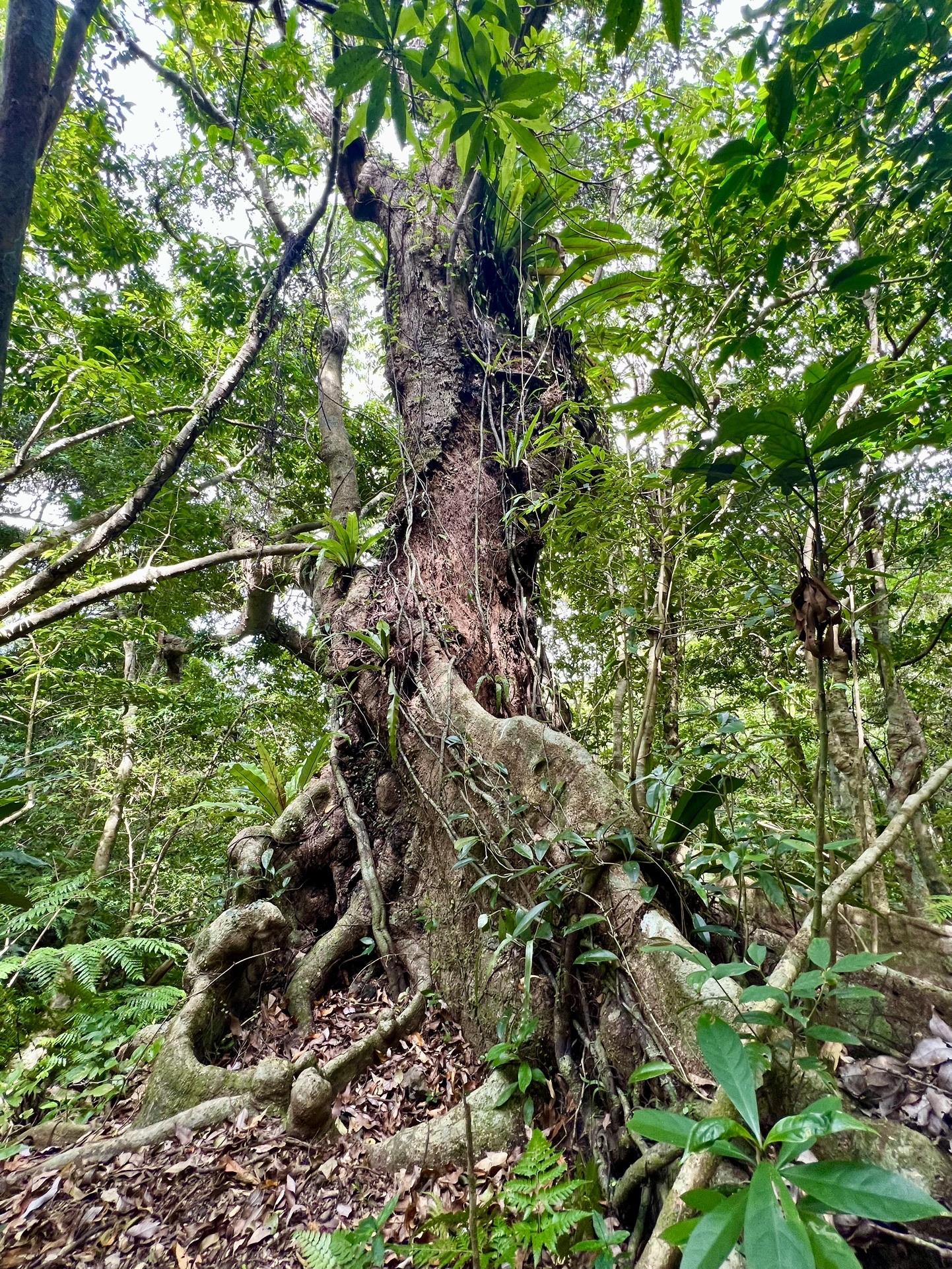 桴海於茂登岳とウマヌファ岳敗退 / せきさんの石垣島 南部の活動データ YAMAP / ヤマップ
