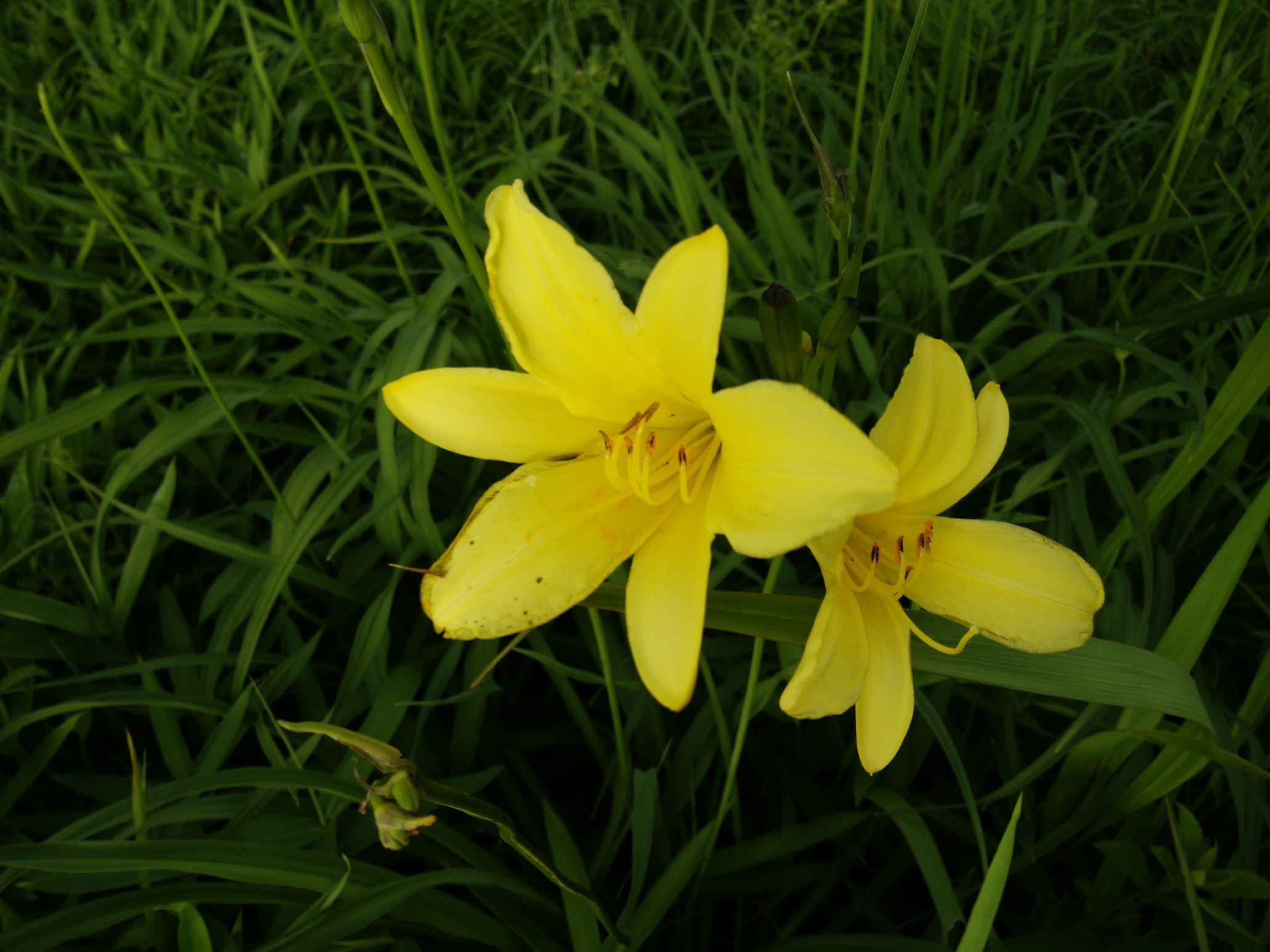 三瓶山のユウスゲ 西の原 06 30 さんちょｔｂさんの三瓶山 大平山の活動データ Yamap ヤマップ
