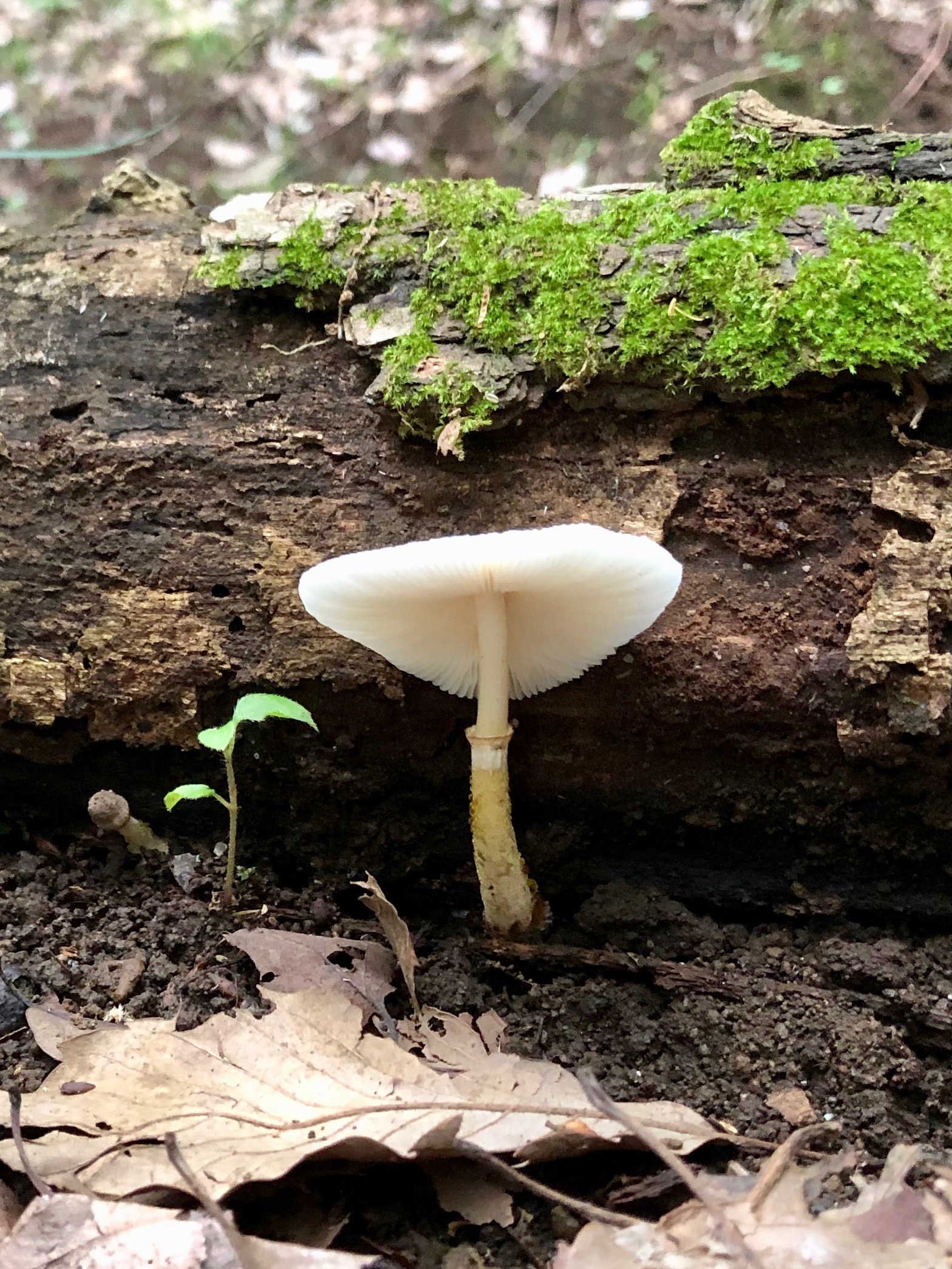曽我丘陵 ビオトピア でキノコ探し ぱやさんの不動山 浅間山 曽我山の活動日記 Yamap ヤマップ