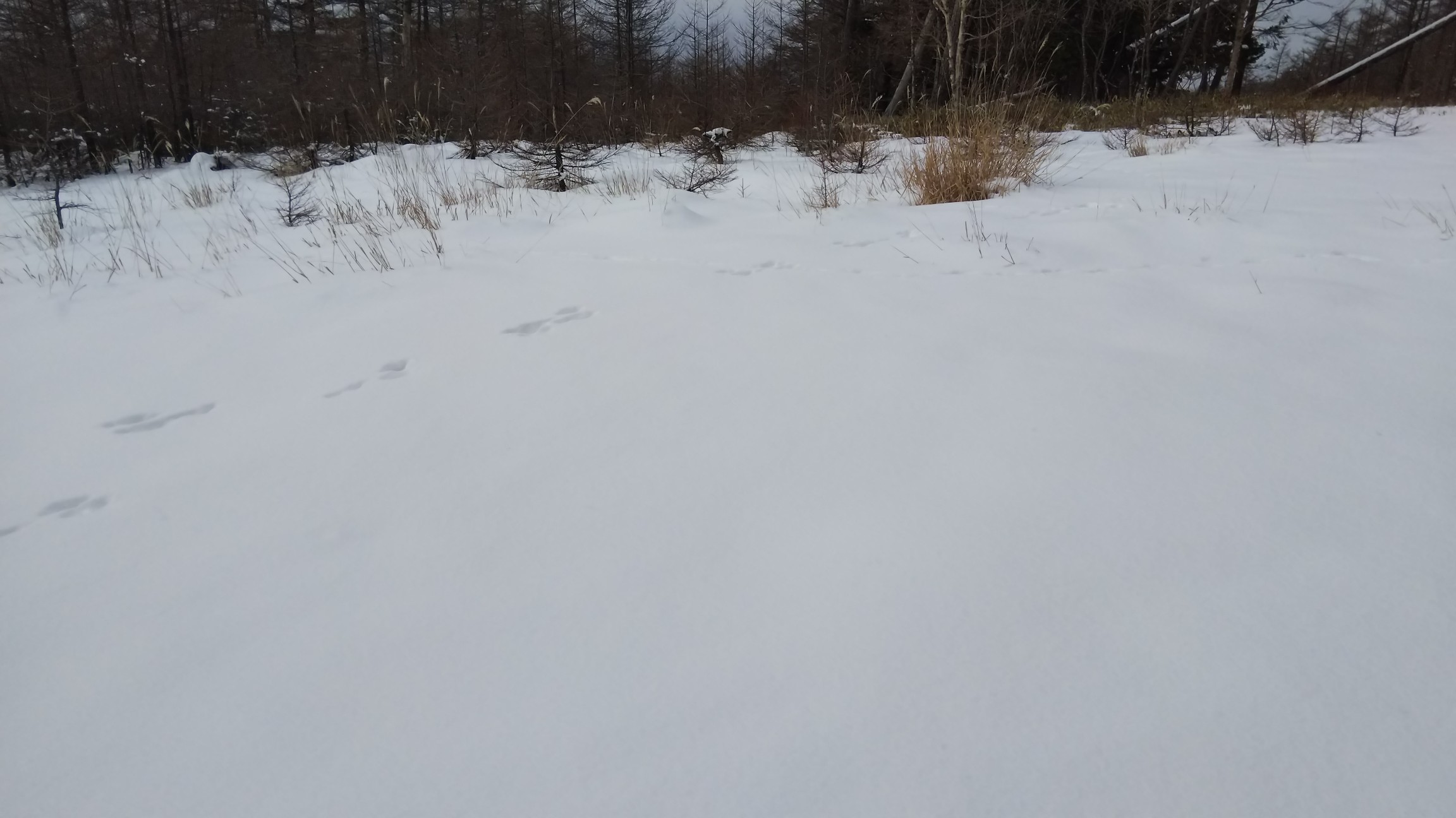 スキー場トップ～