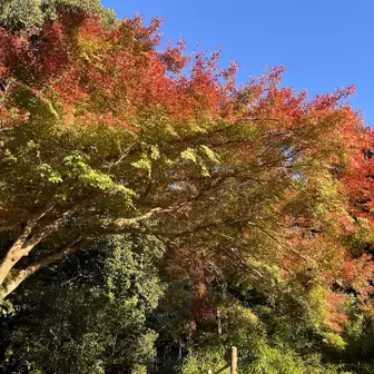 「行者の森」という登山口のここの紅葉はとても綺麗でした
桜の葉が落ちた頃、これからが京都の紅葉シーズンです。
ですが、今年の猛暑と水不足で例年より期待できないかもしれません…
でも、地図いただいたし時間が許せばまた訪れたいと思います。