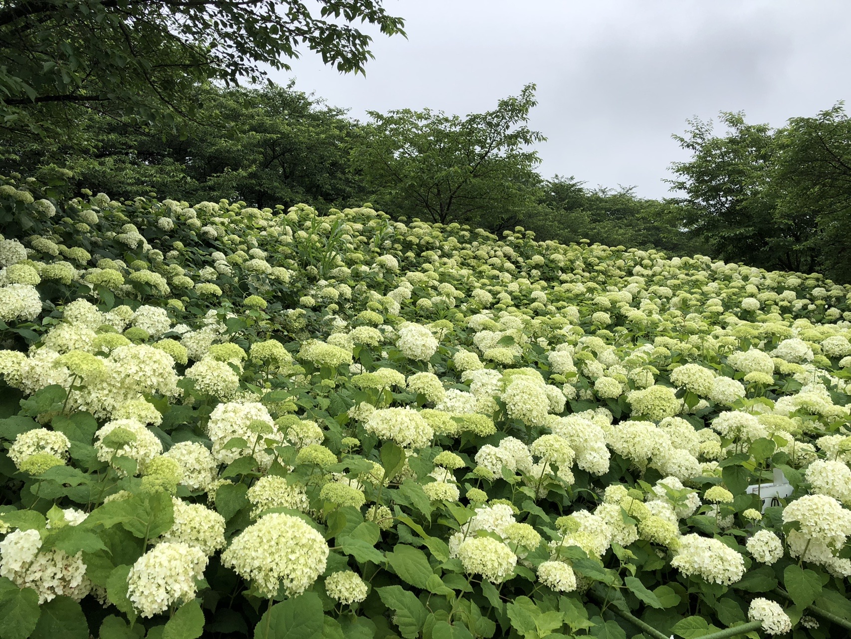紫陽花を愛でる朝散歩 幸手権現堂 06 14 れんさんの幸手市の活動データ Yamap ヤマップ