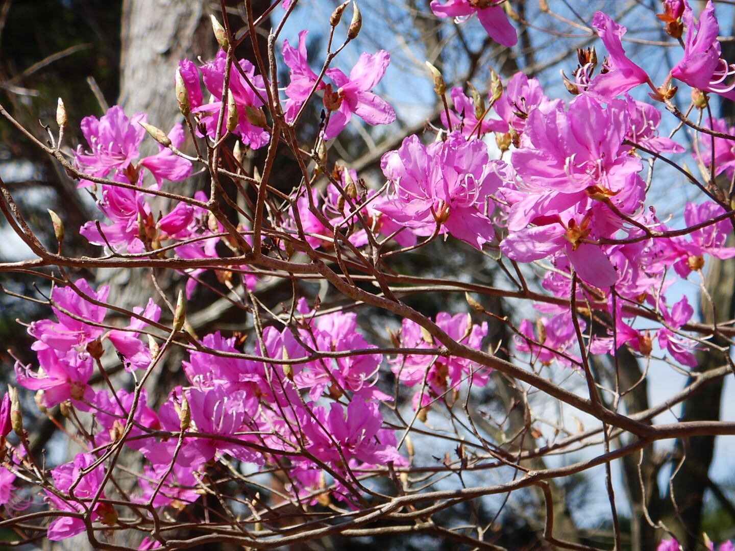 花を求めて釈迦ケ岳 Yamaru さんの釈迦ヶ岳の活動データ Yamap ヤマップ