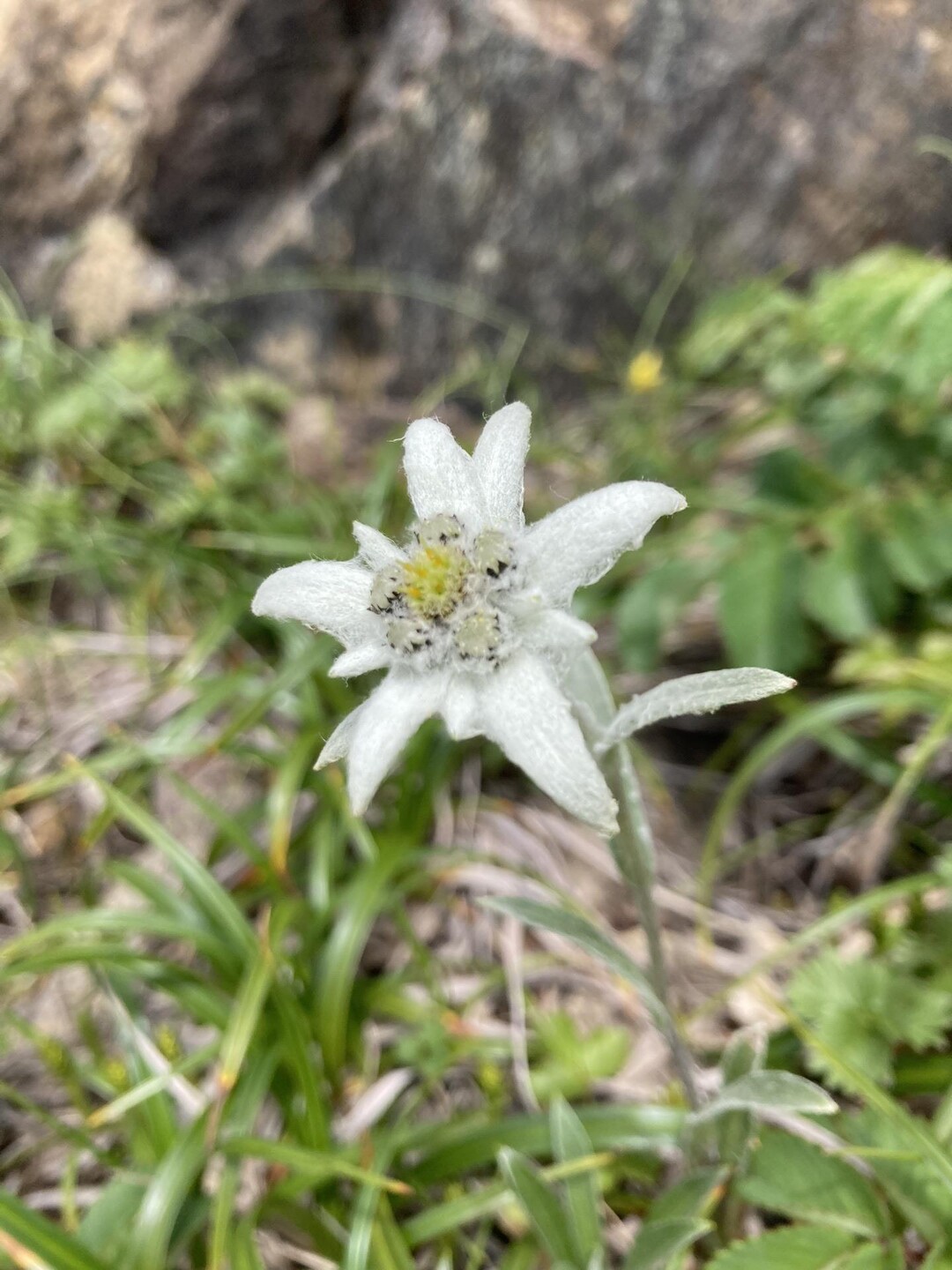 ハヤチネウスユキソウを見たくて早池峰山 / ひろしさんの早池峰山・薬師岳・鶏頭山の活動データ | YAMAP / ヤマップ