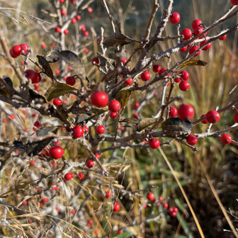 葦毛湿原
ウメモドキの実❤️