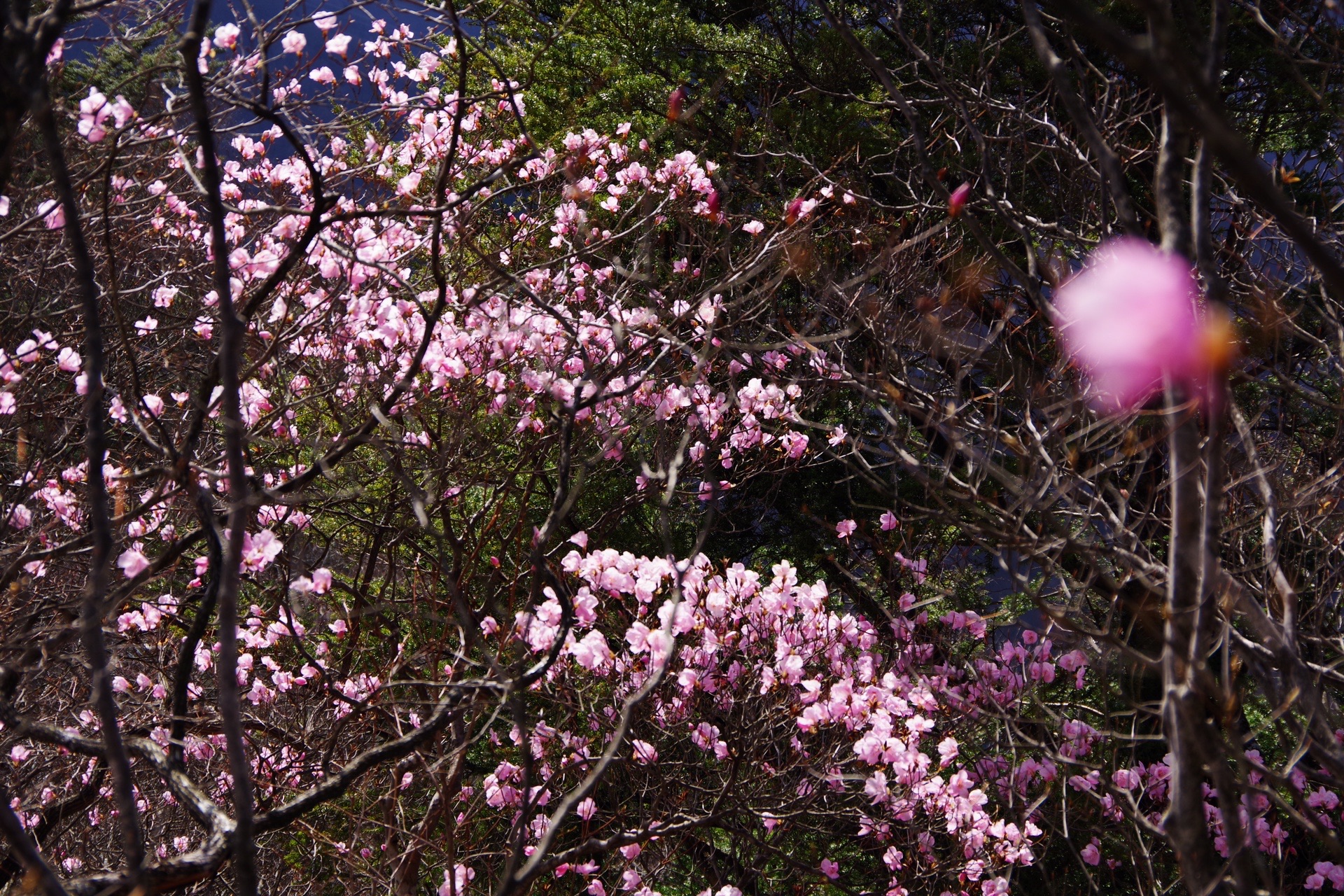 花言葉は 柔らかな視線 三ツ岩岳 ヌマジさんの三ツ岩岳 烏帽子岳の活動データ Yamap ヤマップ