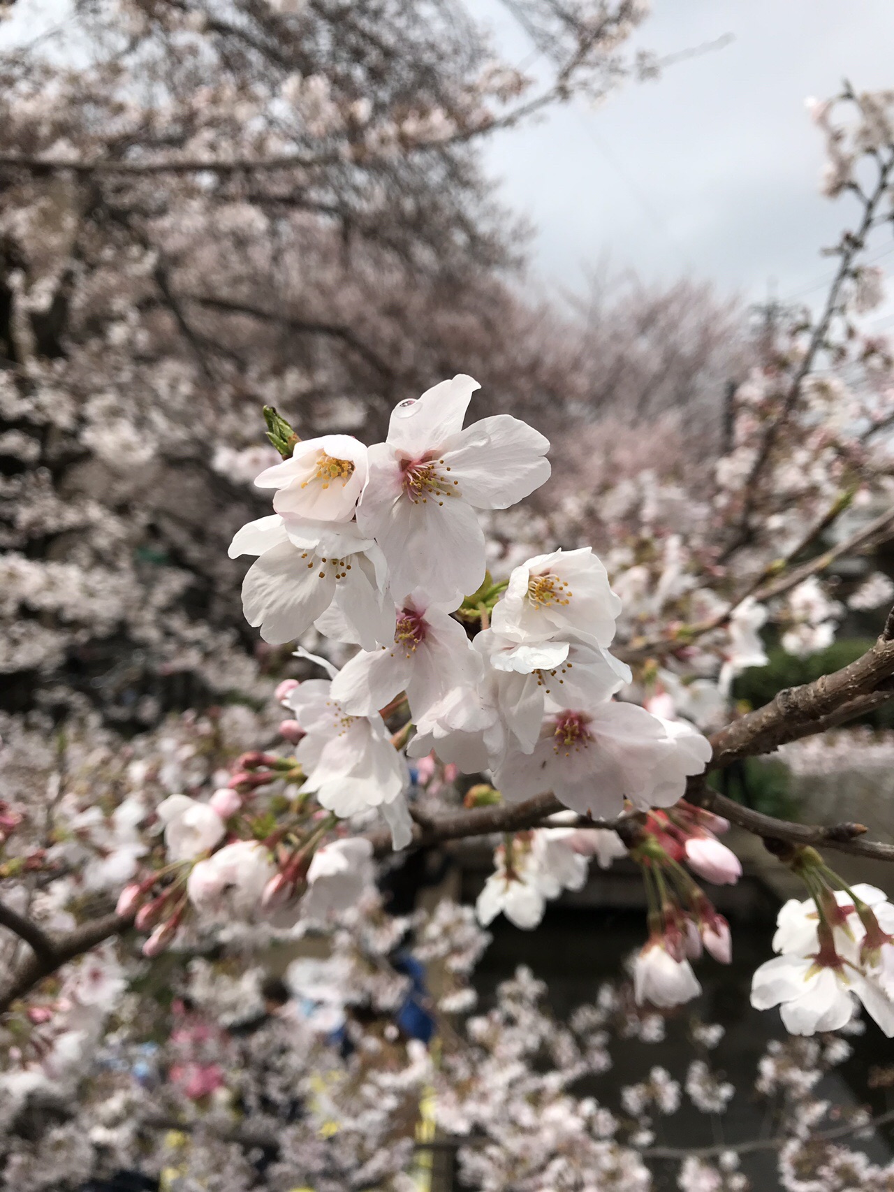 桜咲く二ヶ領用水宿河原堀を散策 ずおずおむさんの東京都23区 西エリアの活動日記 Yamap ヤマップ