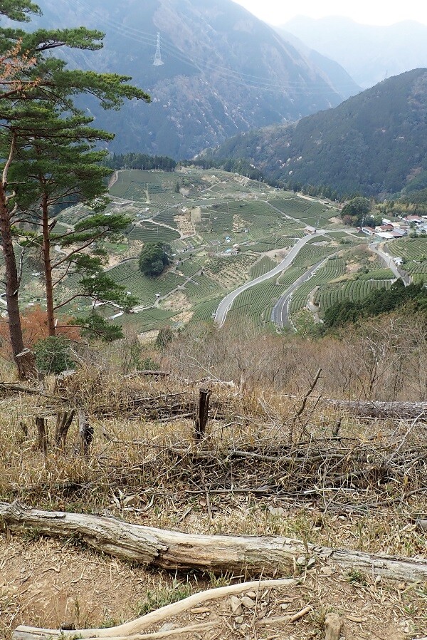 ハイキング 天空の遊歩道 岐阜のマチュピチュを歩く Hermitさんの池田山の活動日記 Yamap ヤマップ