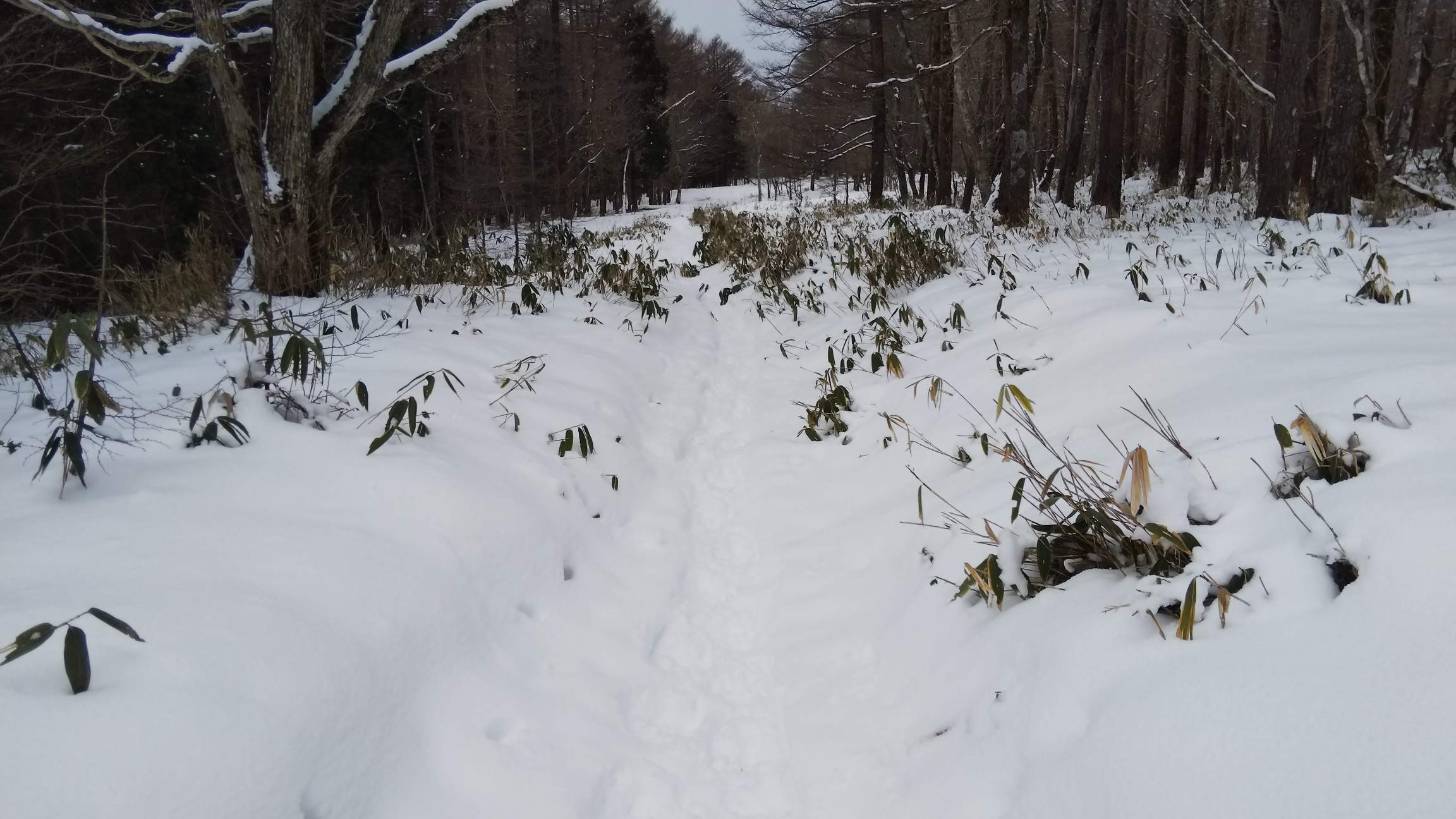 旧スキー場を登って行きます