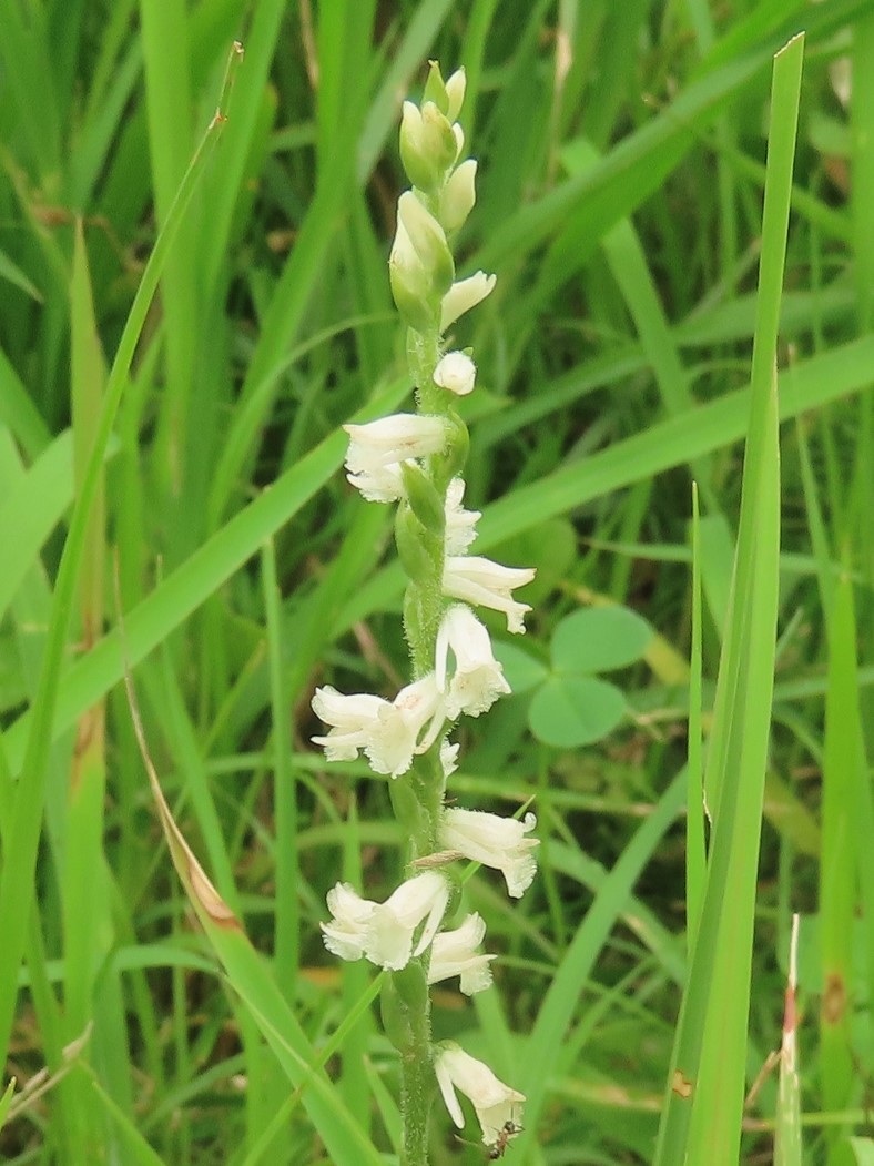 高鍋湿原 ネジバナ可愛いいね 06 13 ペコちゃんさんの木城町の活動日記 Yamap ヤマップ