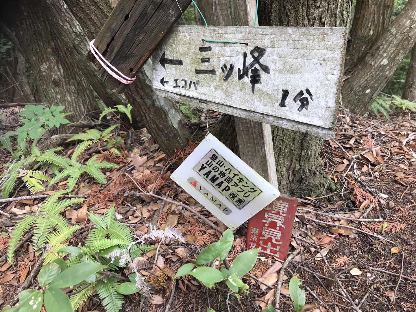 三ツ峰 小笠山ハイキング 19 06 02 たかゆきさんの小笠山の活動日記 Yamap ヤマップ